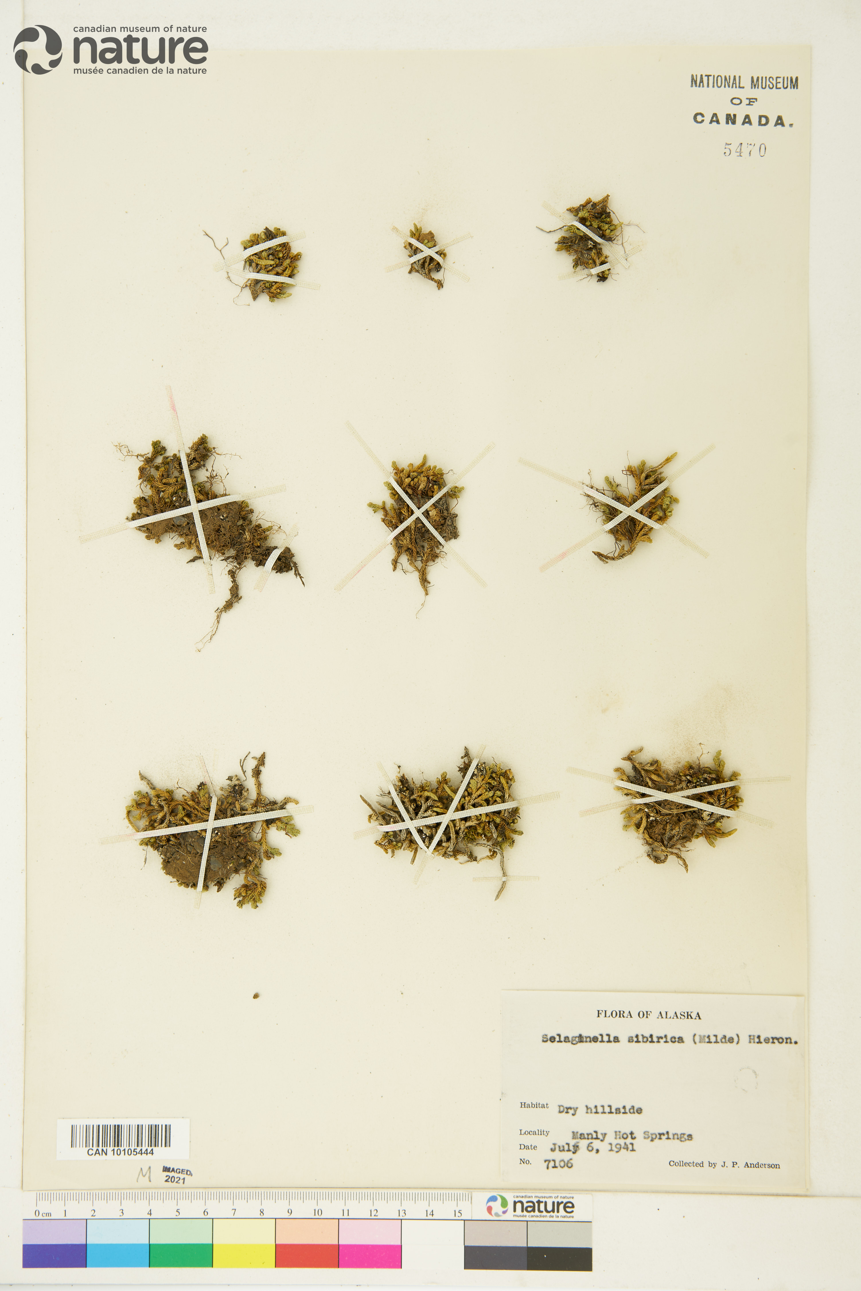 Selaginella sibirica image