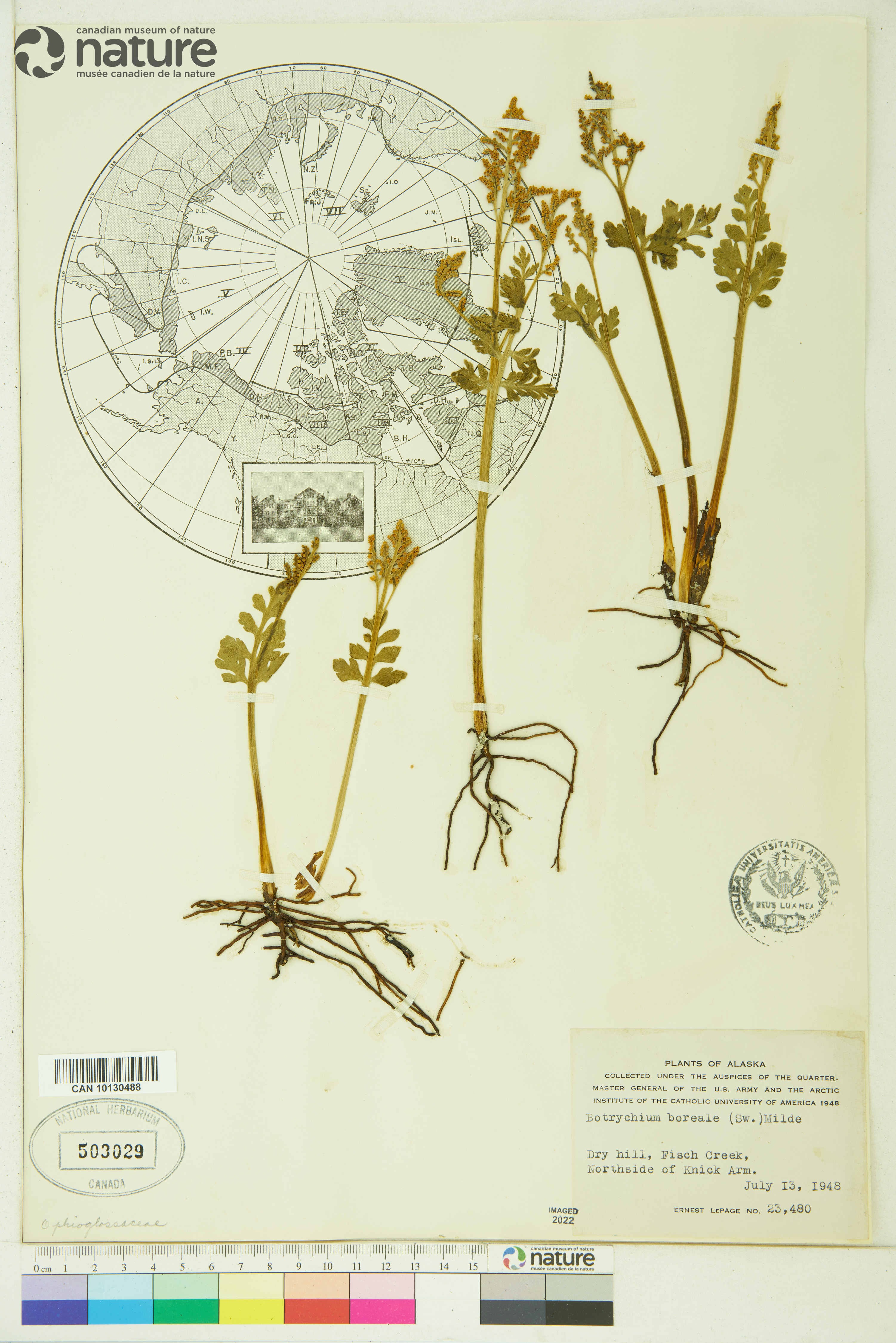 Botrychium boreale image