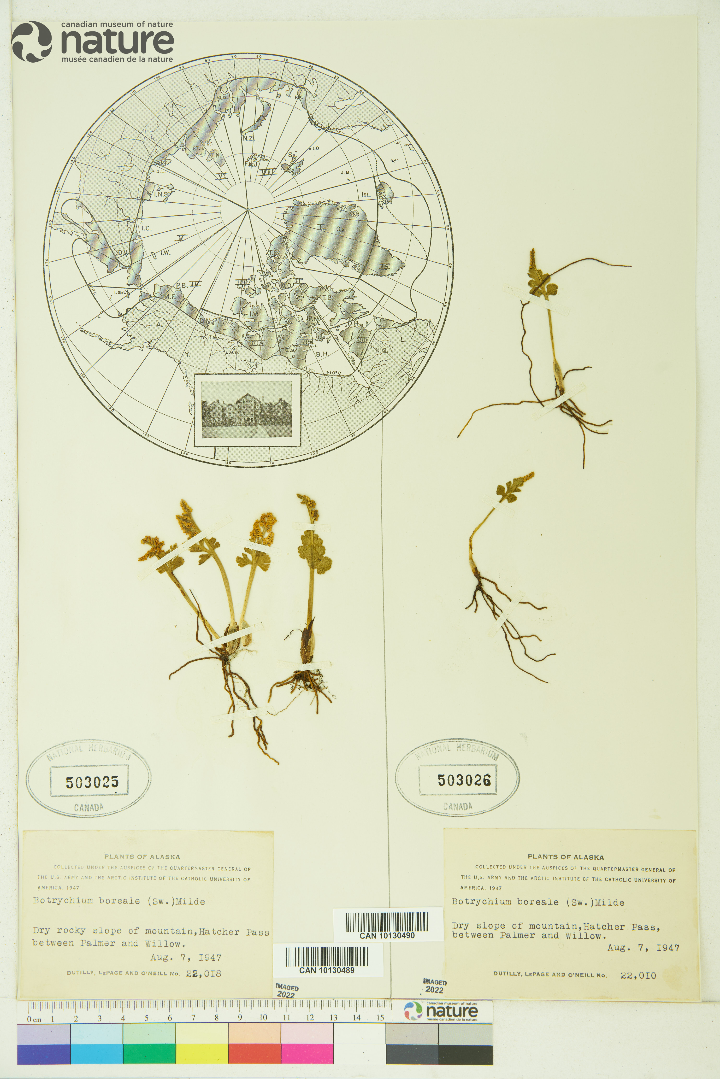 Botrychium boreale image
