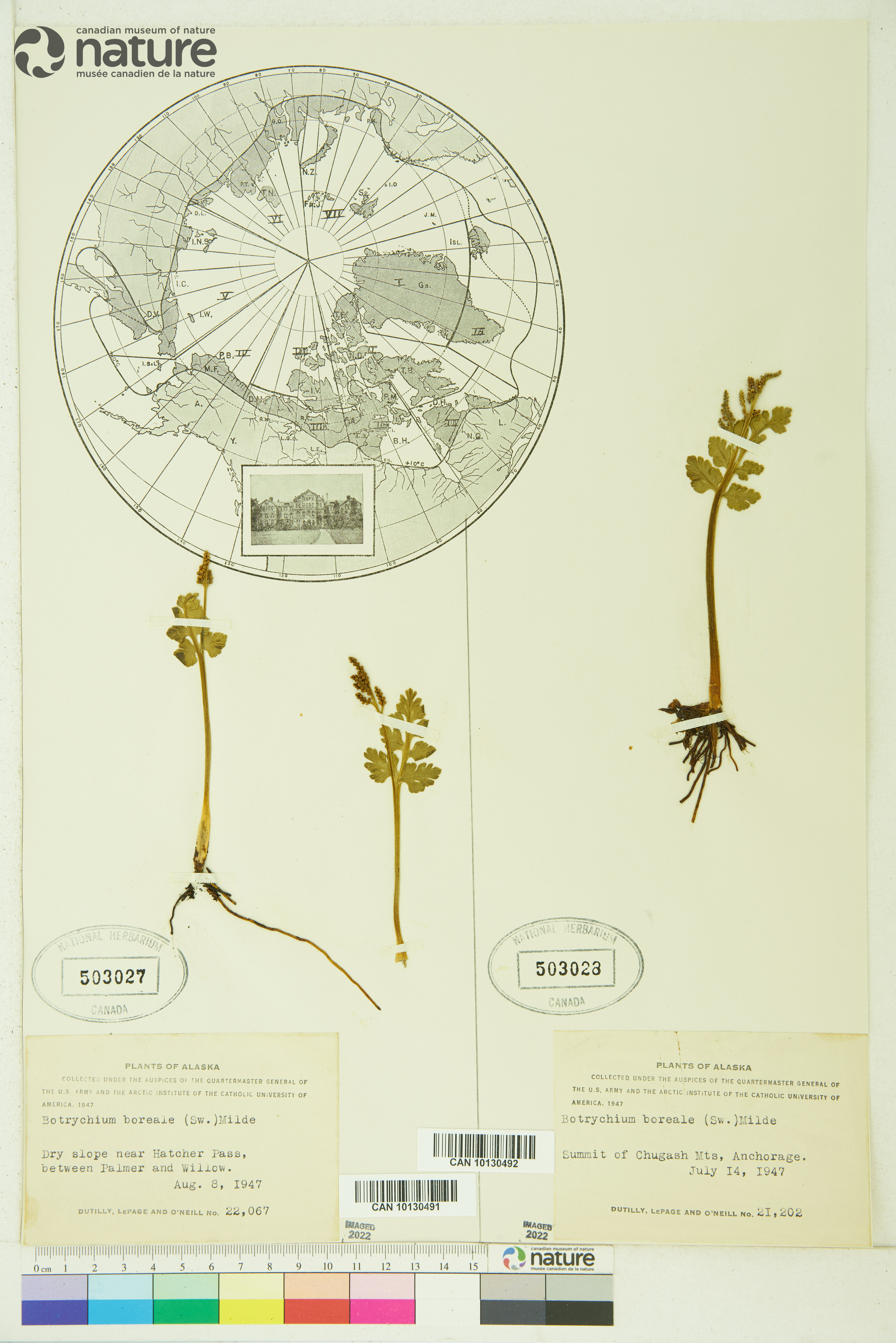 Botrychium boreale image