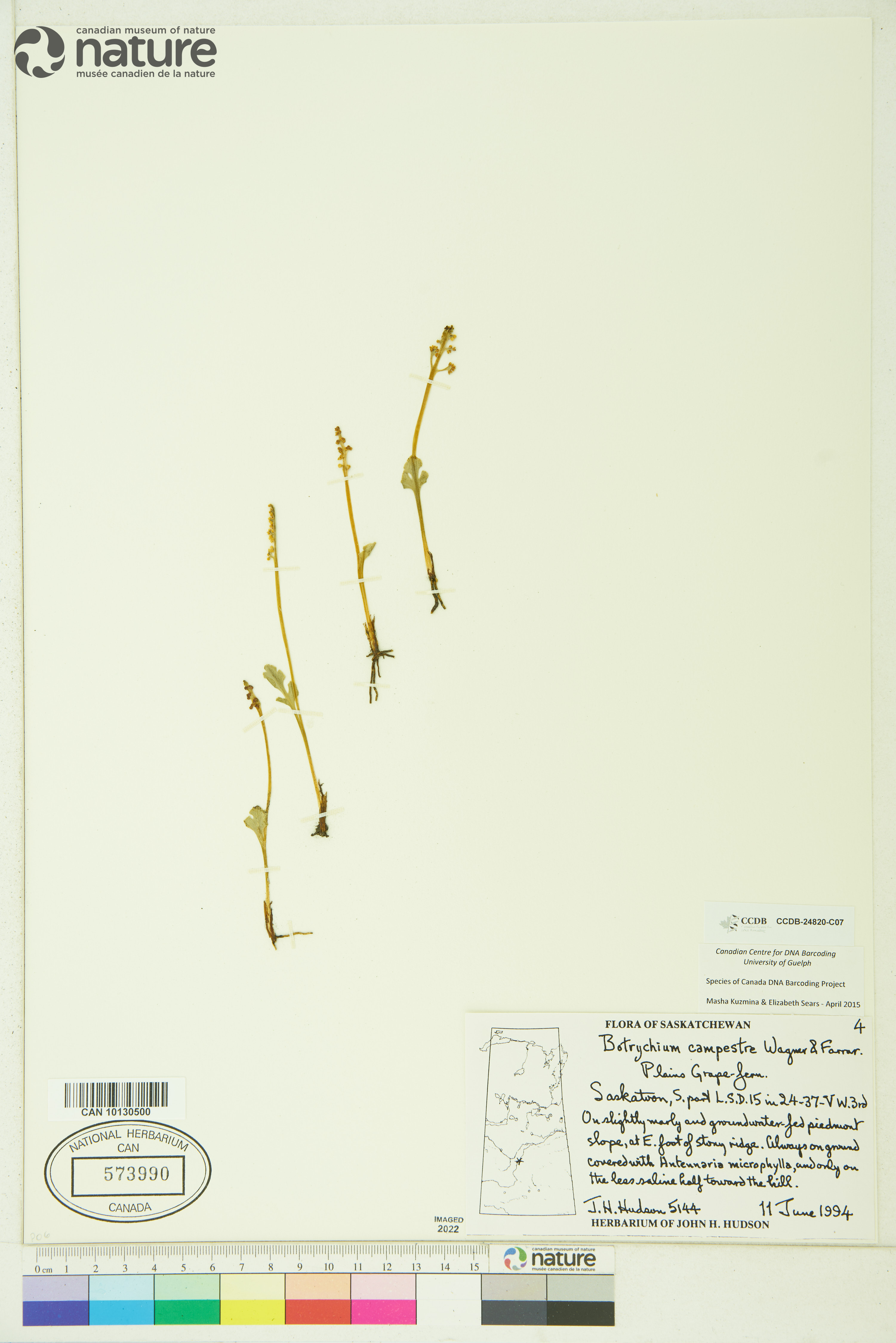 Botrychium campestre image