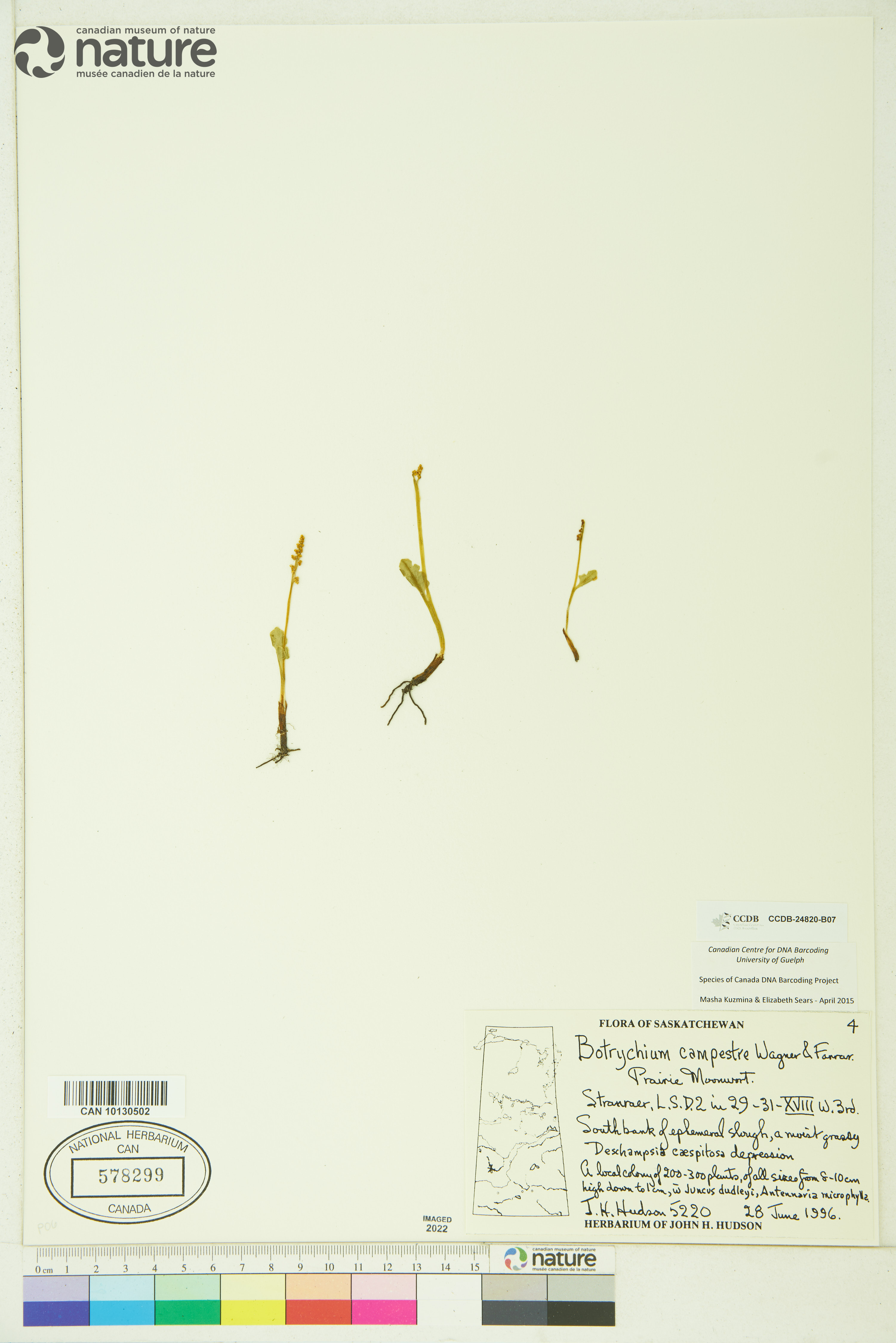 Botrychium campestre image