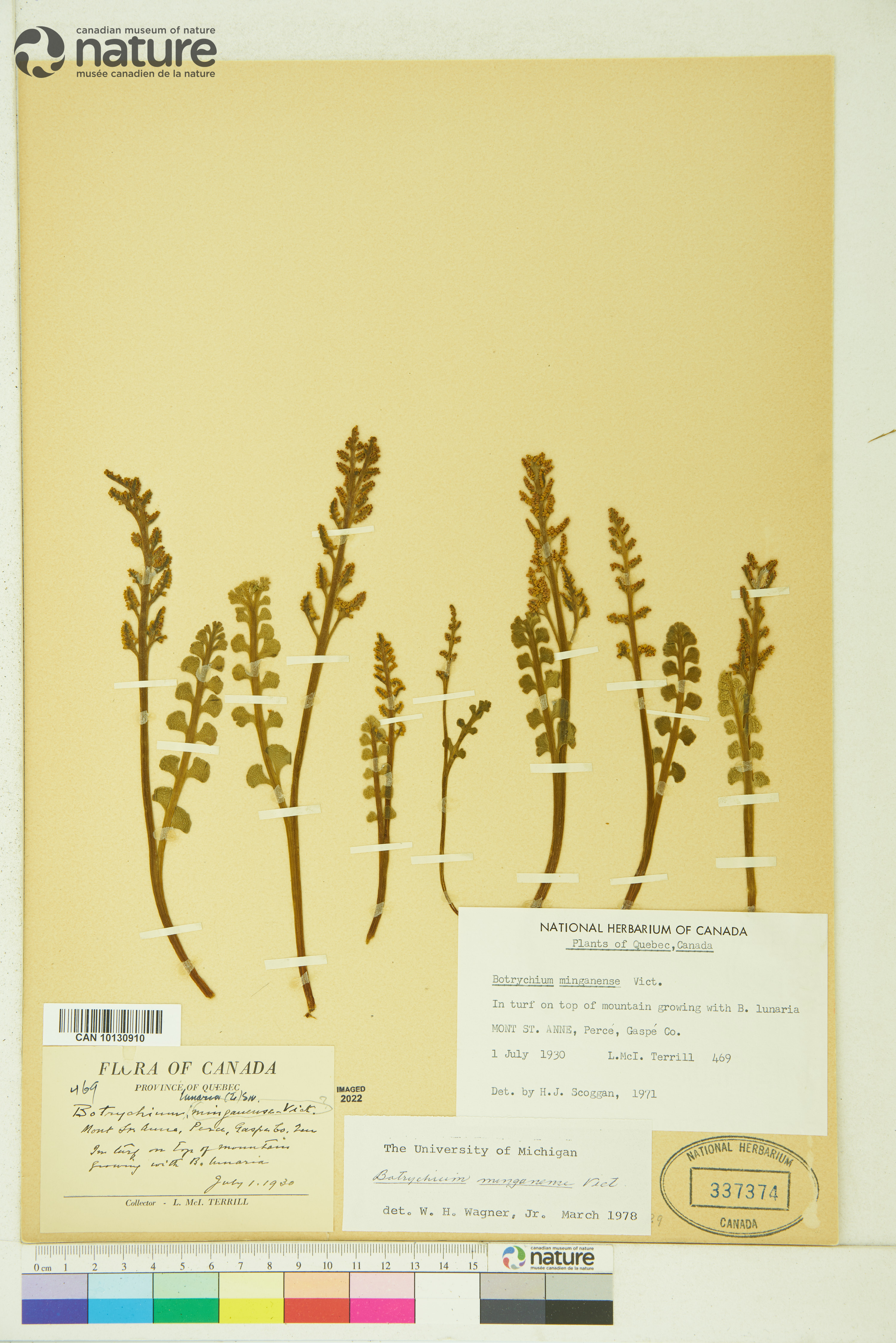 Botrychium minganense image