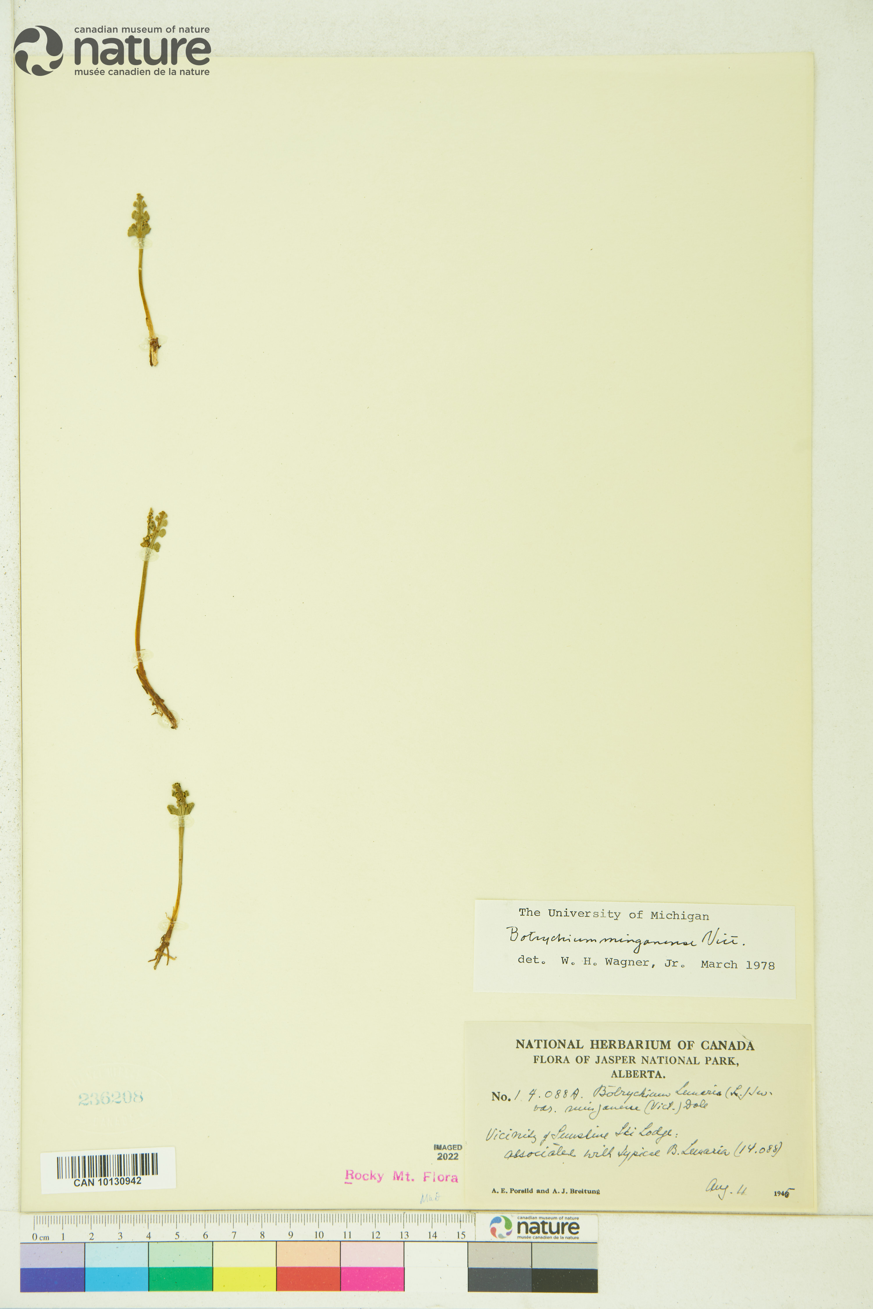 Botrychium minganense image