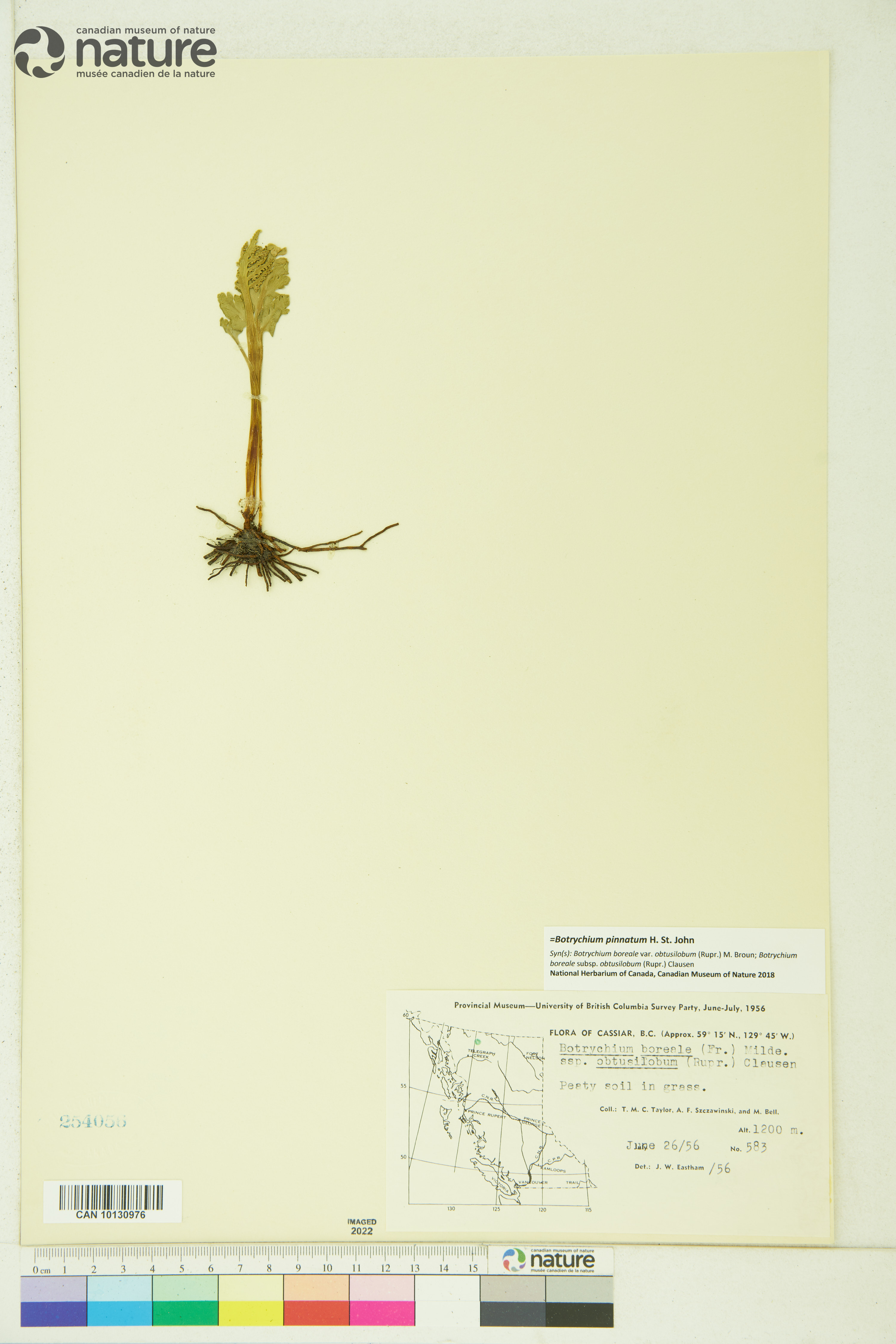 Botrychium pinnatum image