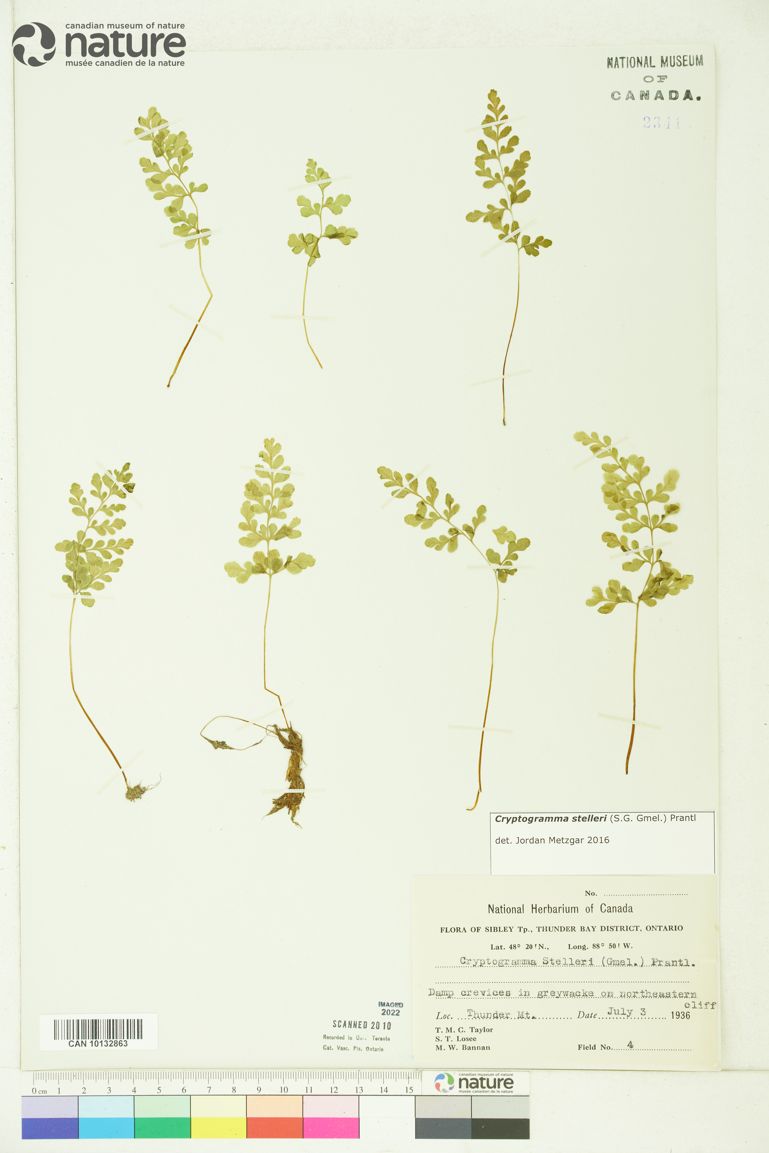 Cryptogramma stelleri image