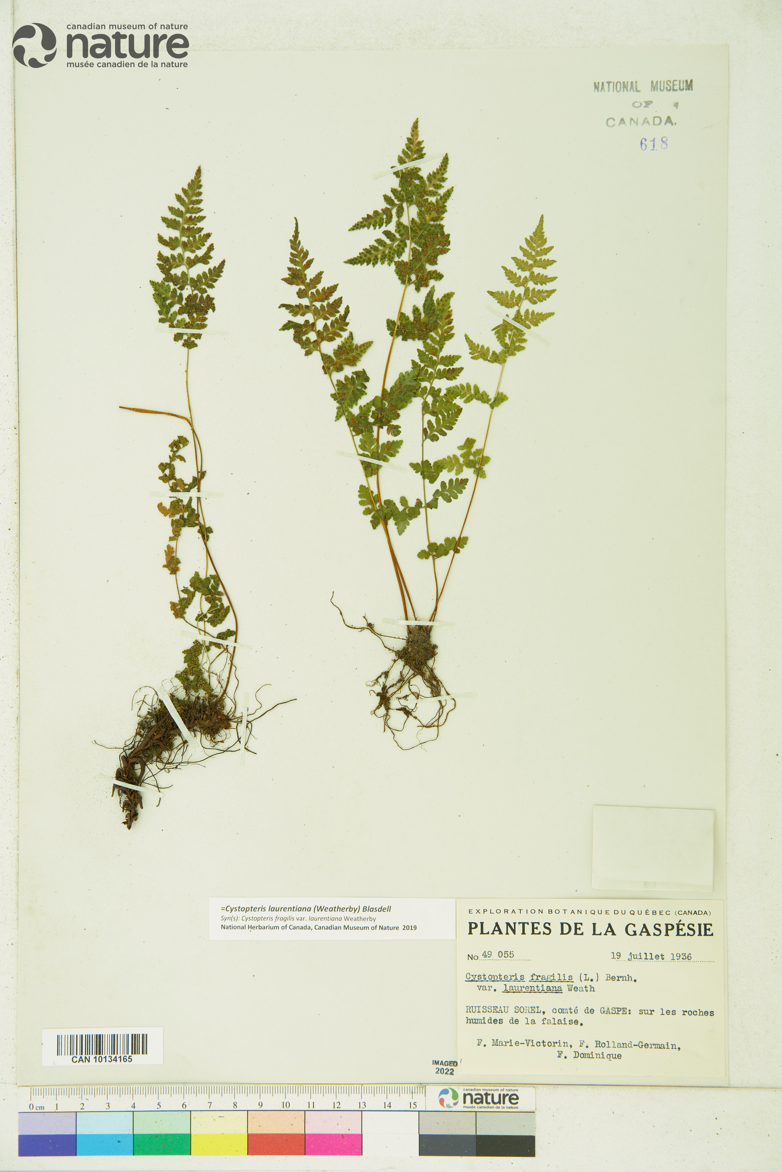 Cystopteris laurentiana image