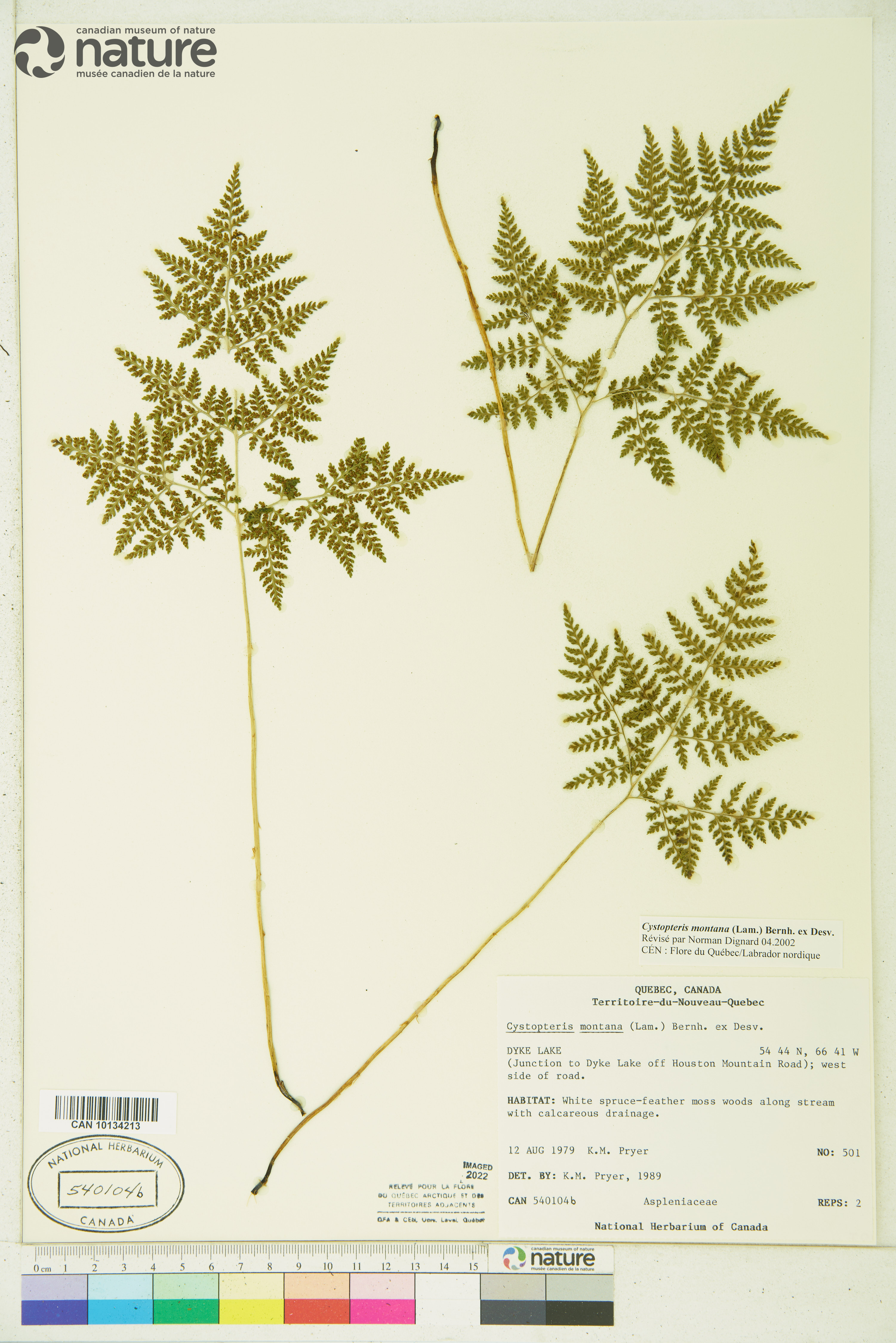 Cystopteris montana image