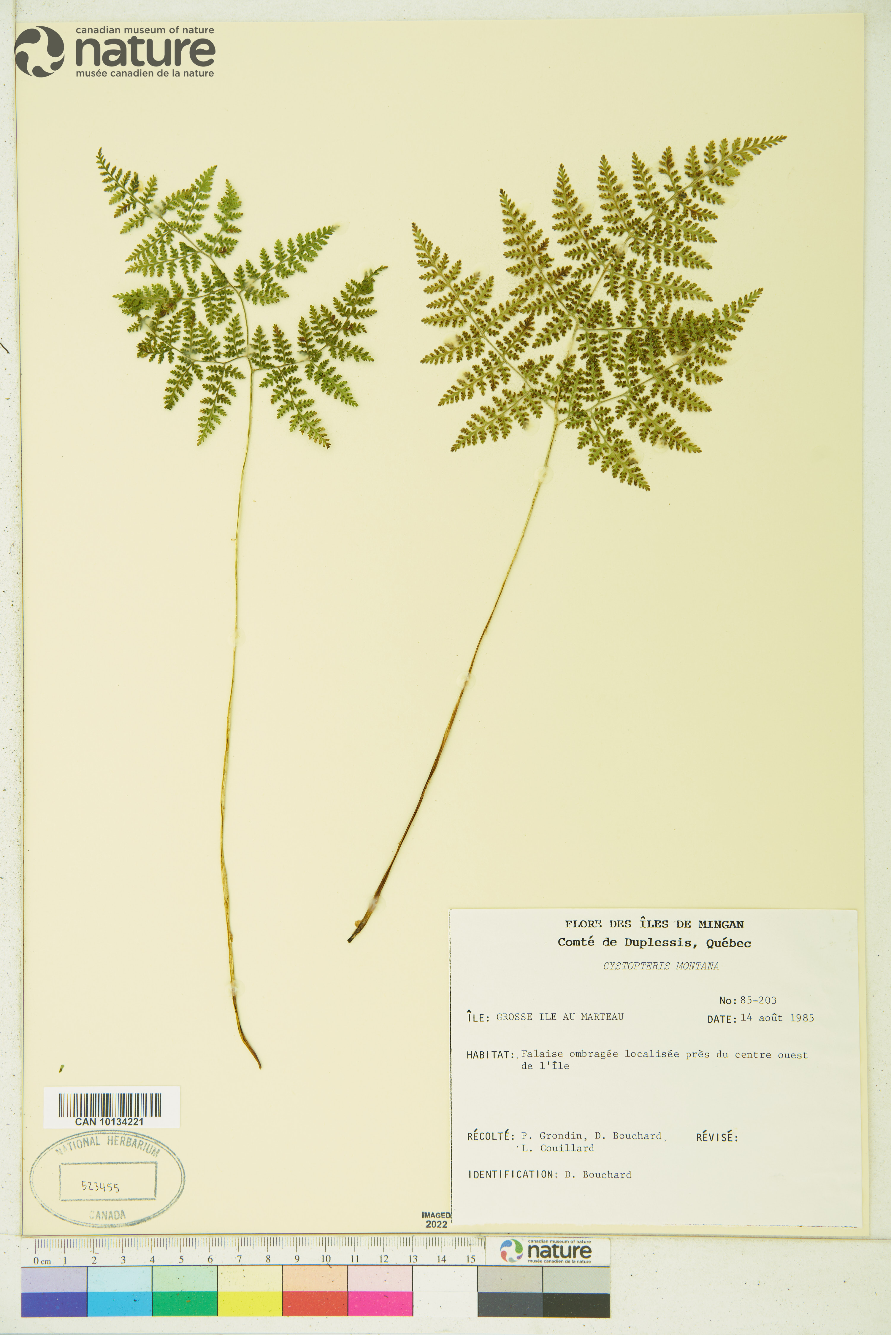 Cystopteris montana image