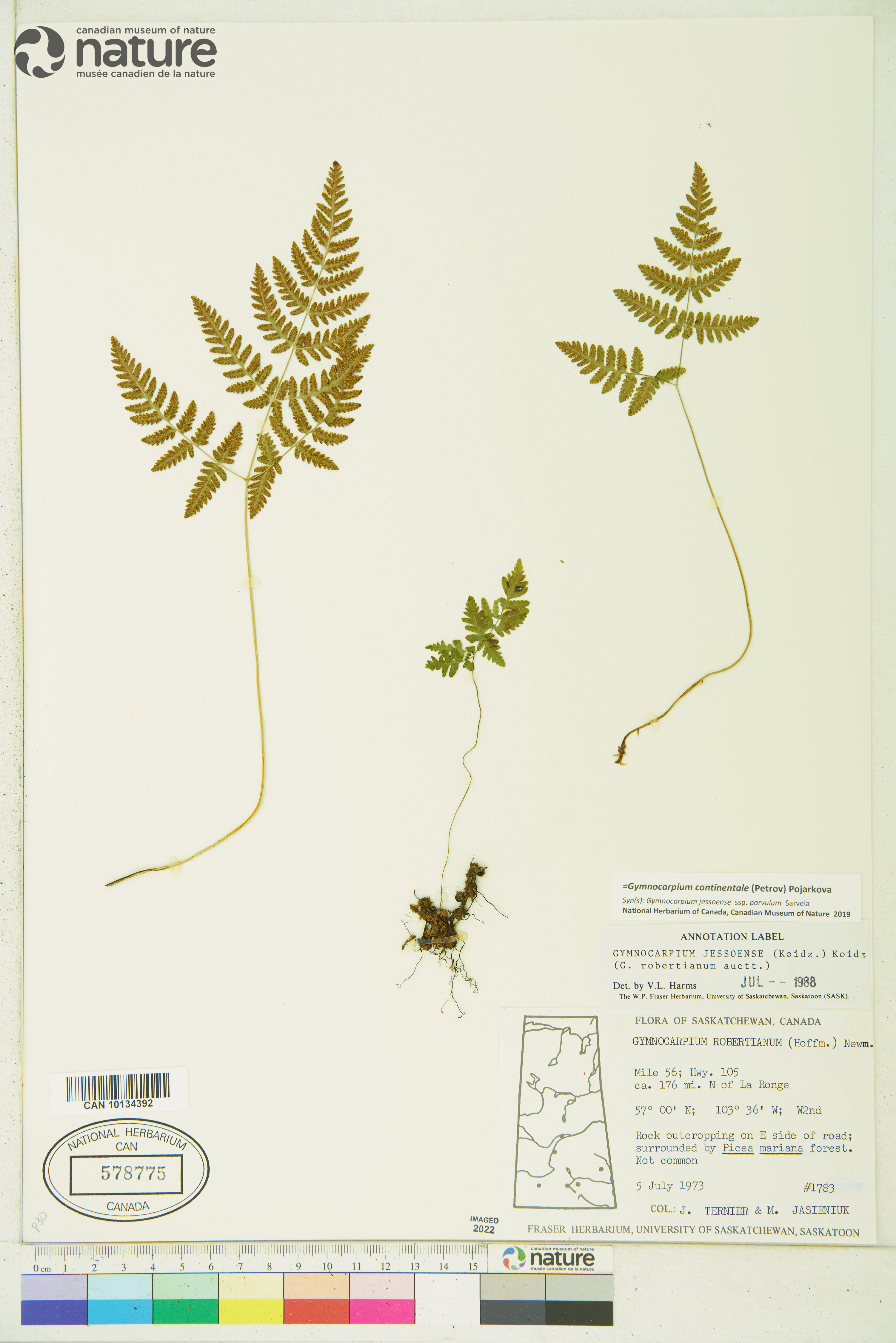 Gymnocarpium jessoense image