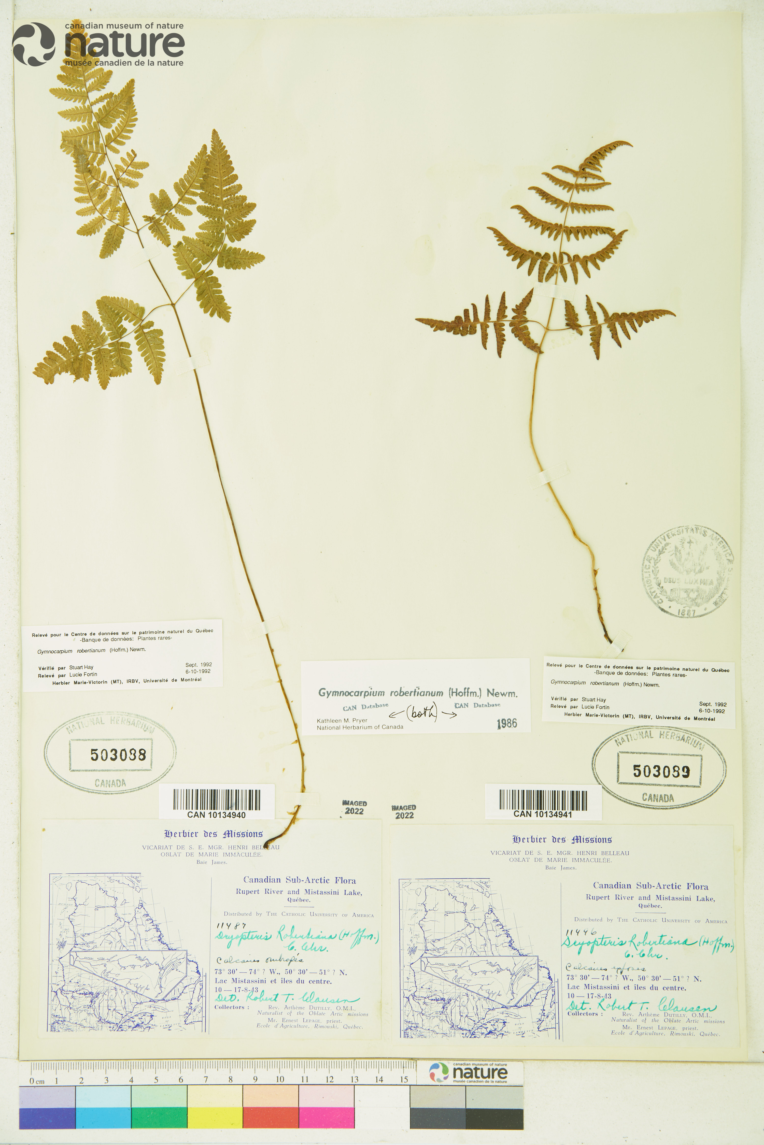 Gymnocarpium robertianum image