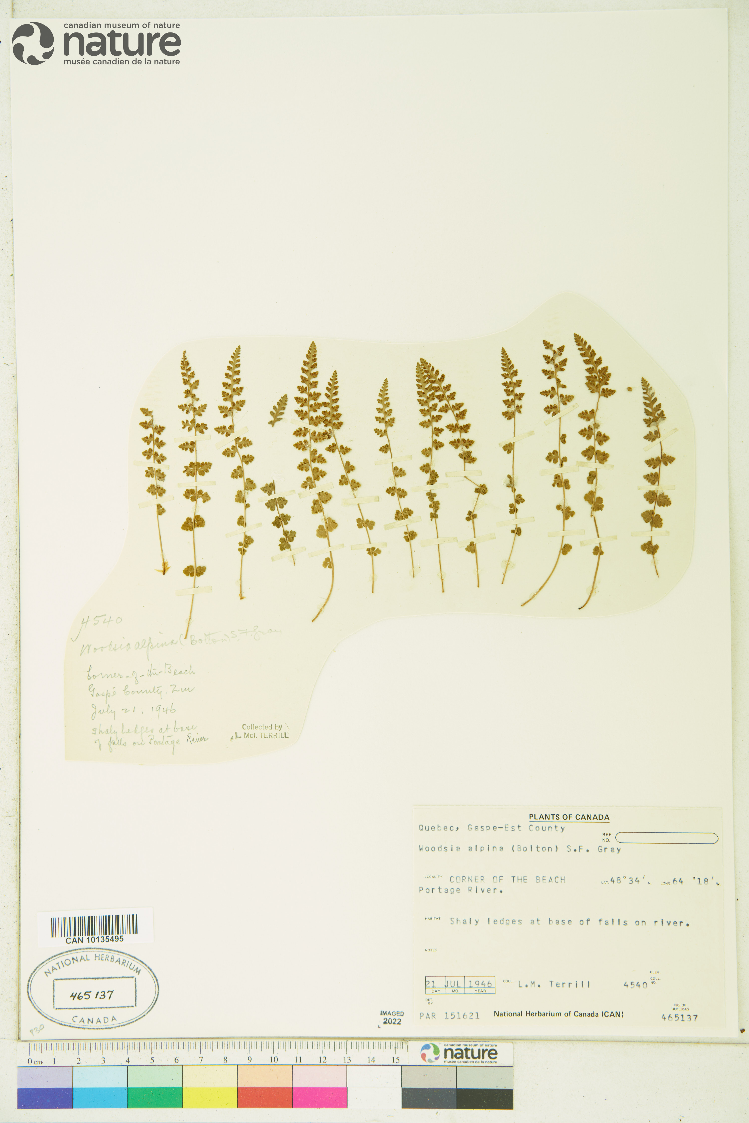 Woodsia alpina image