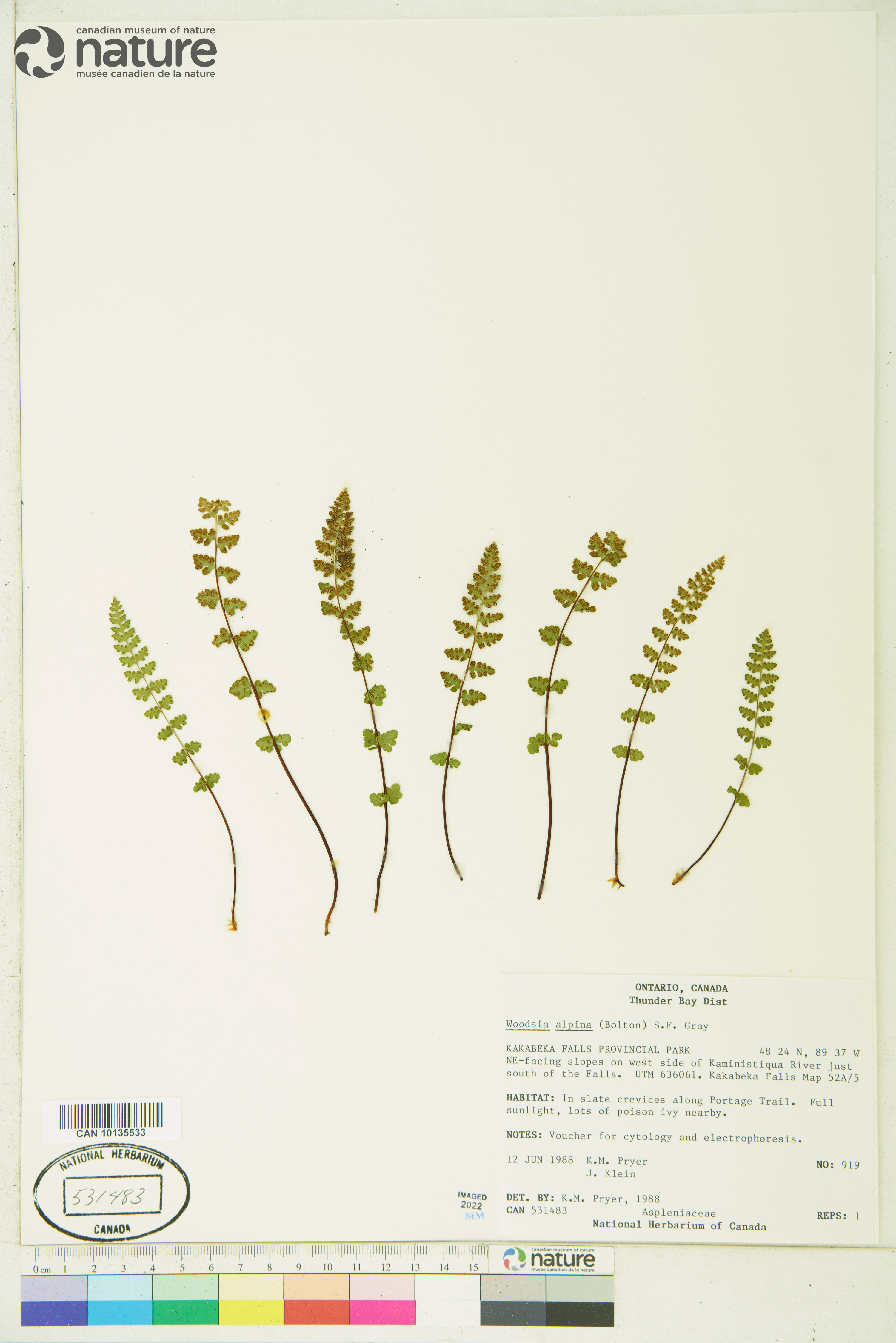 Woodsia alpina image