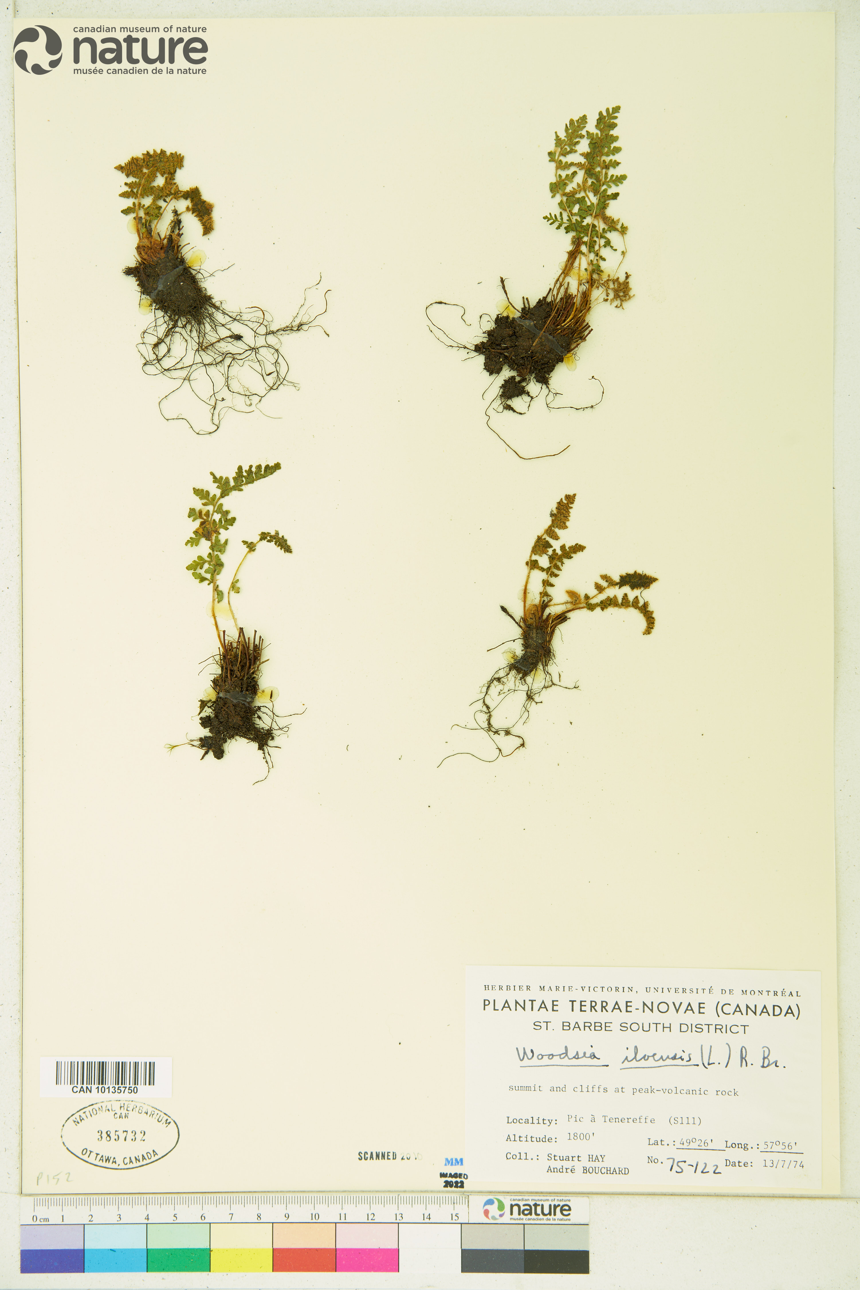 Woodsia ilvensis image