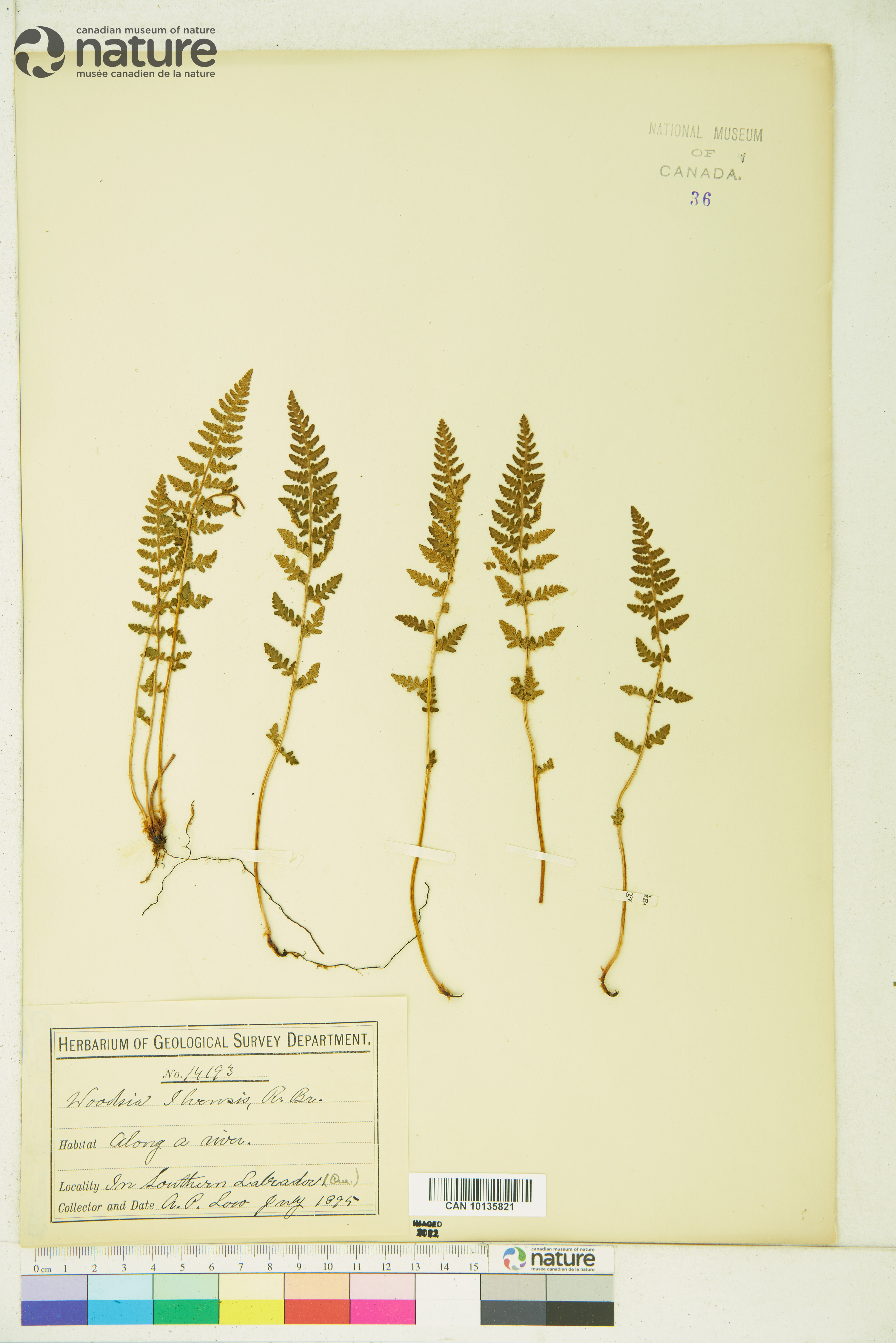 Woodsia ilvensis image