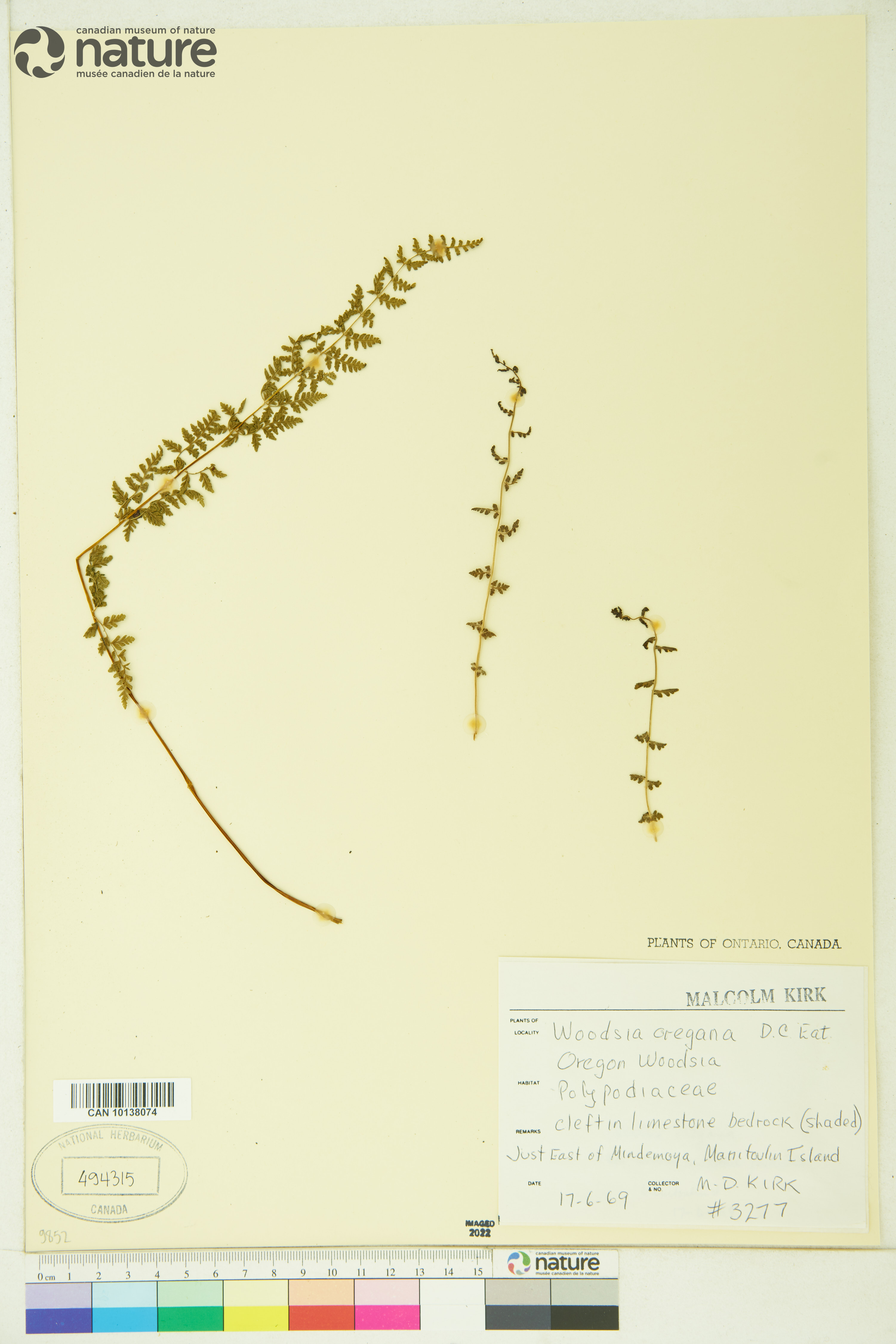 Woodsia oregana subsp. cathcartiana image