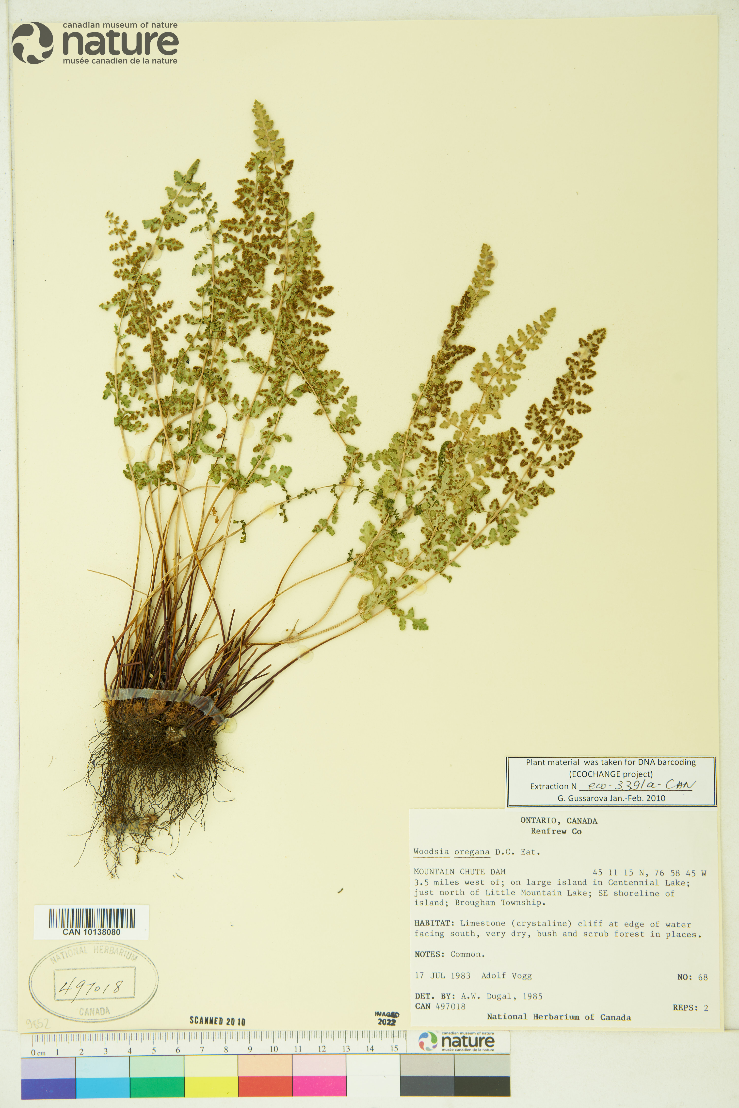 Woodsia oregana subsp. cathcartiana image