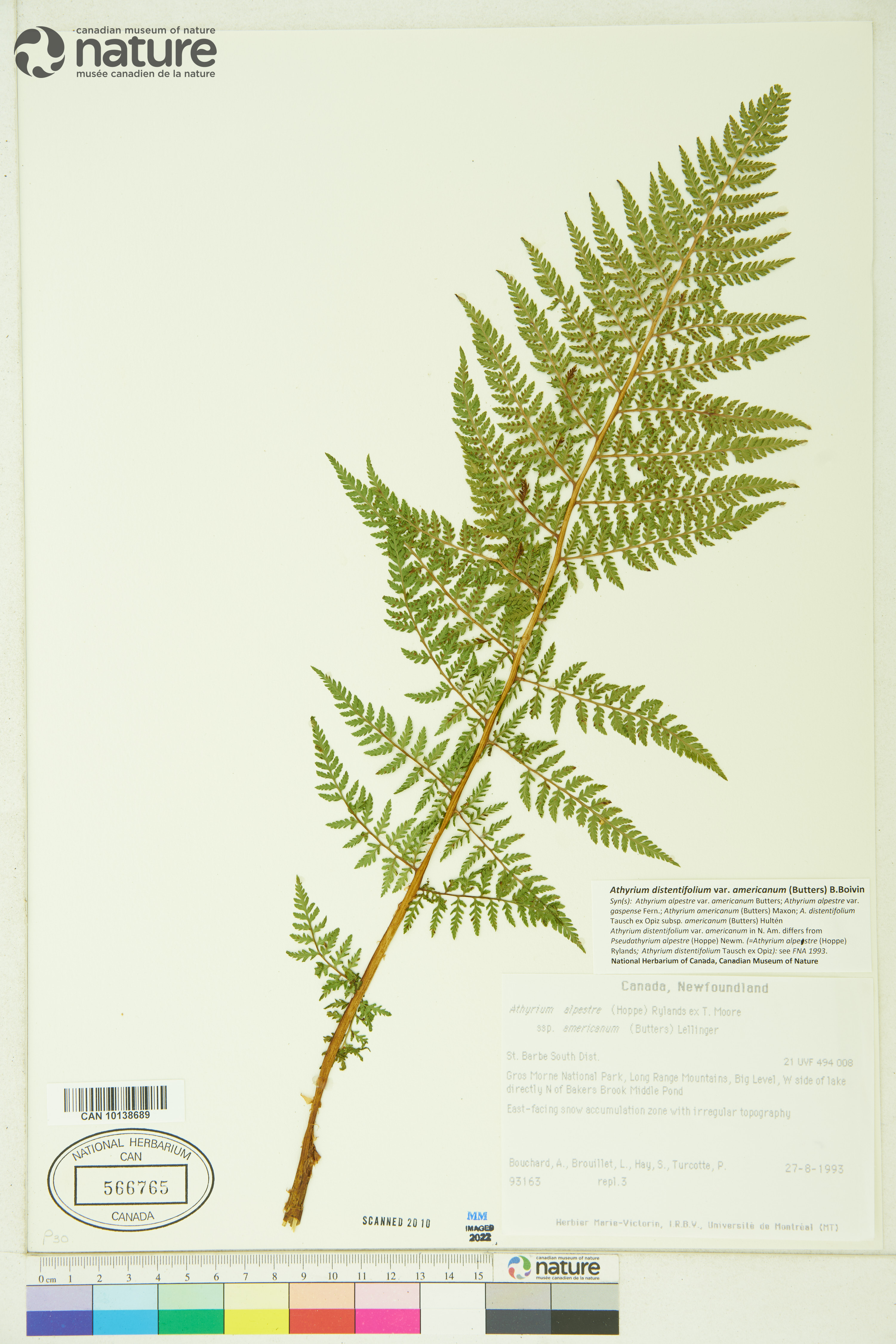 Athyrium distentifolium image