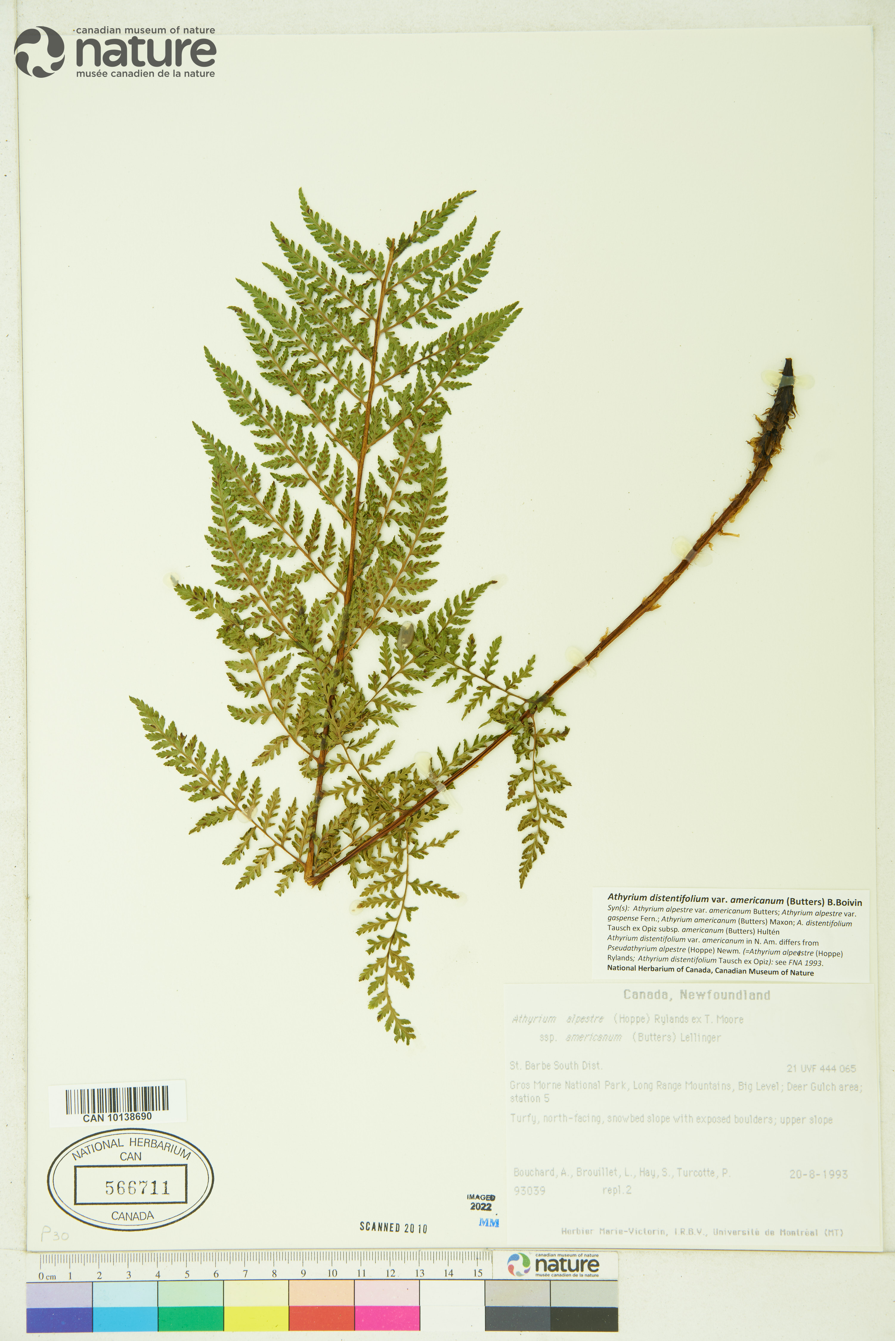 Athyrium distentifolium var. americanum image