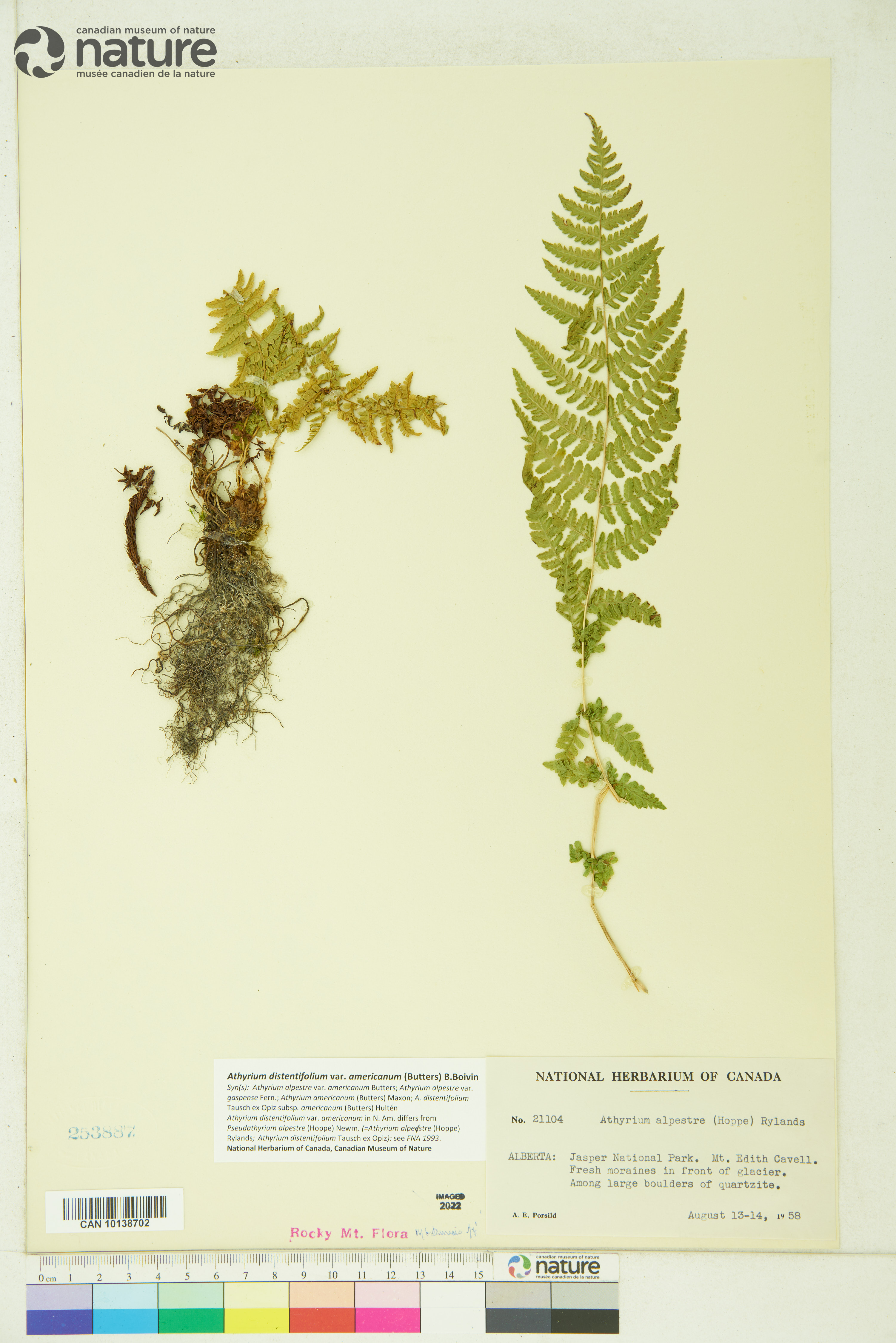 Athyrium distentifolium var. americanum image