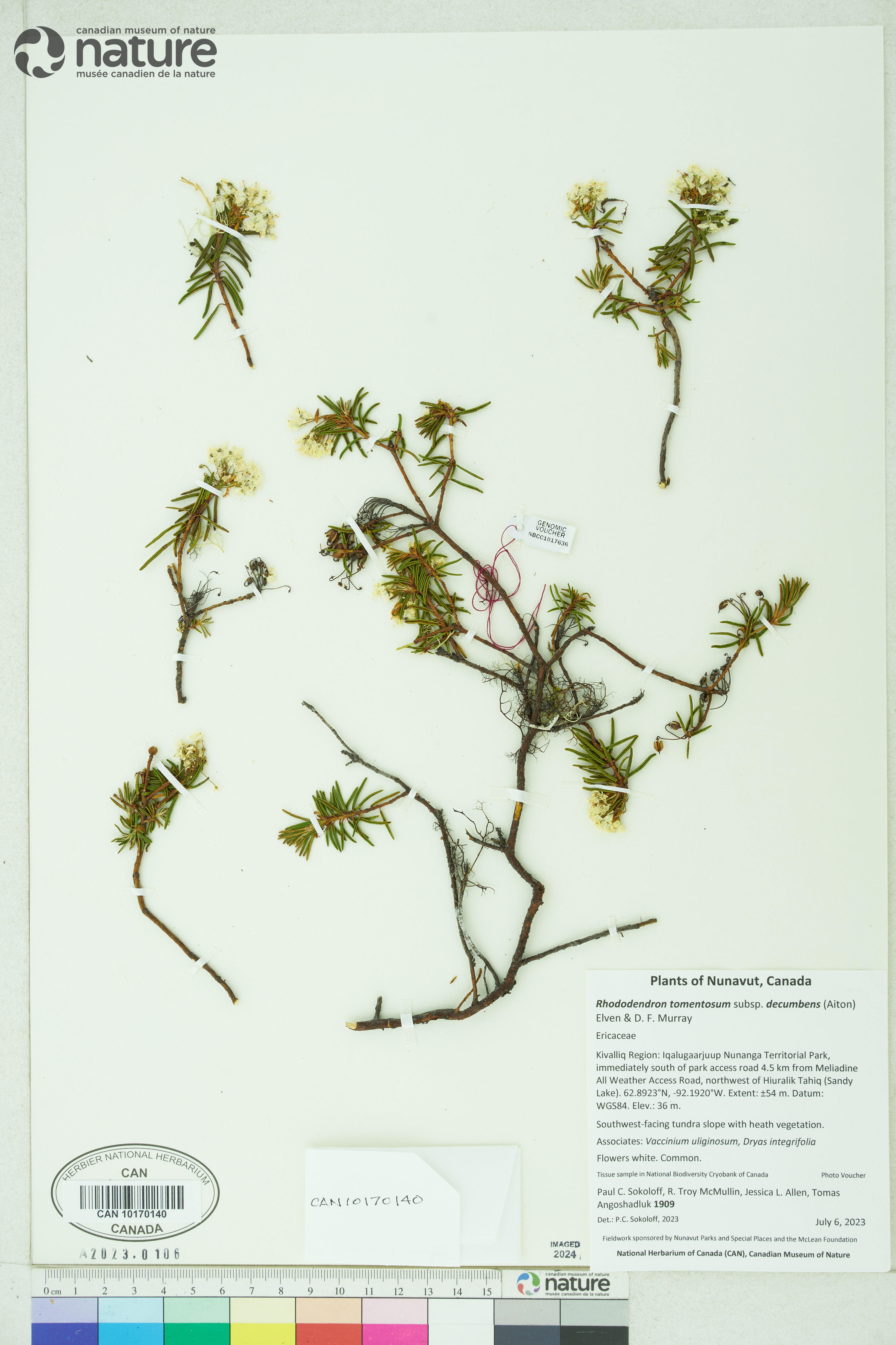 Rhododendron tomentosum image