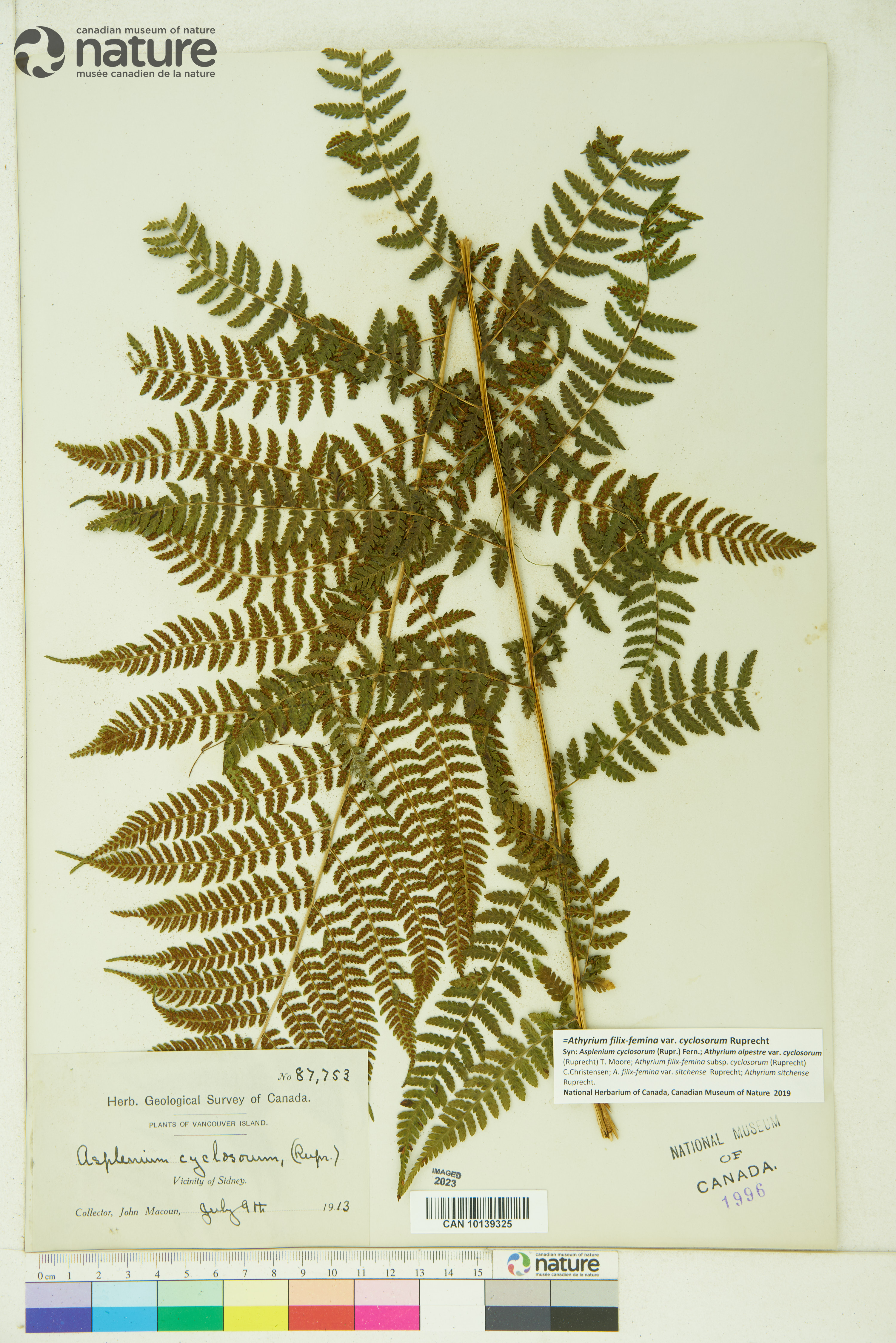 Athyrium asplenioides var. cyclosorum image