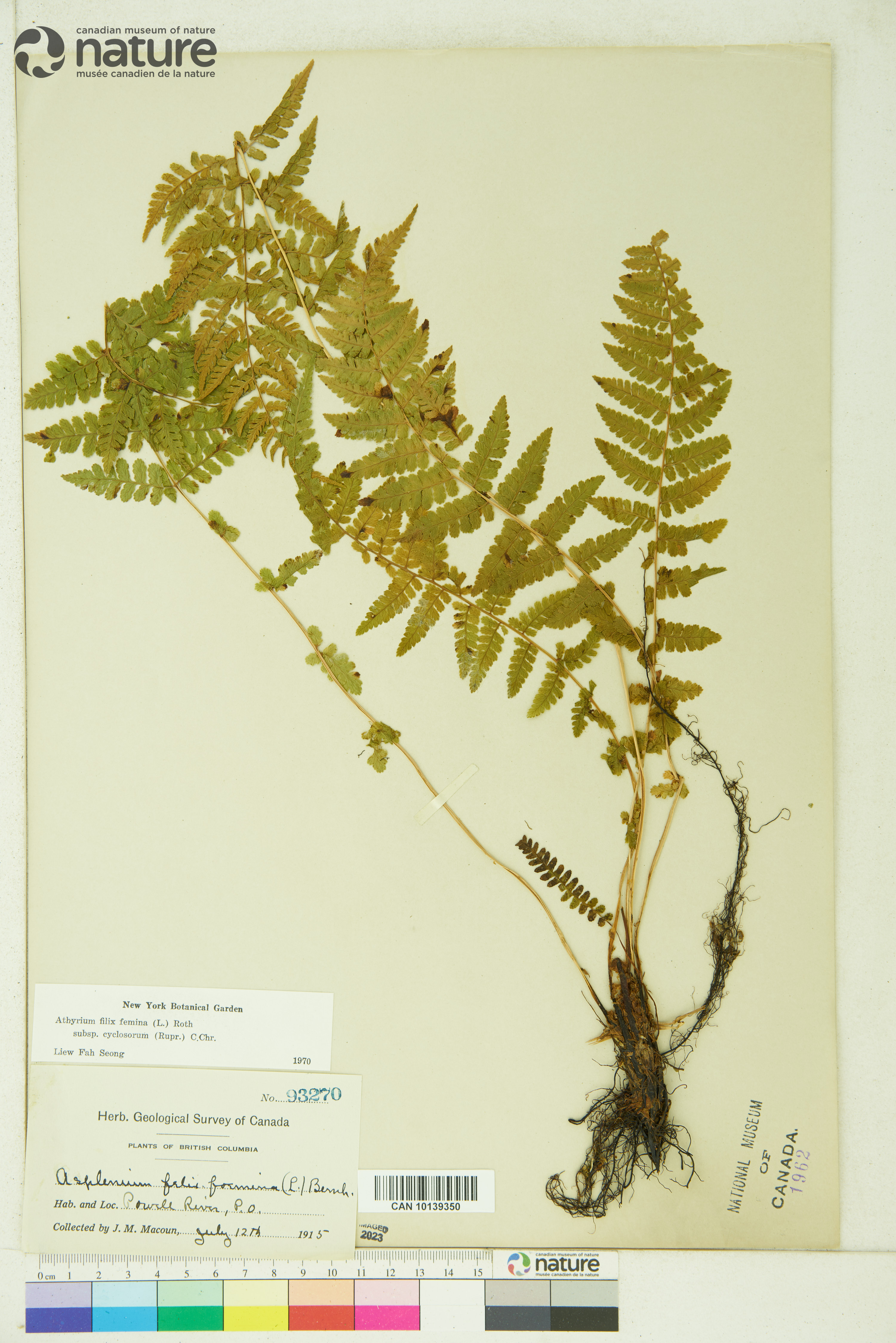 Athyrium asplenioides var. cyclosorum image