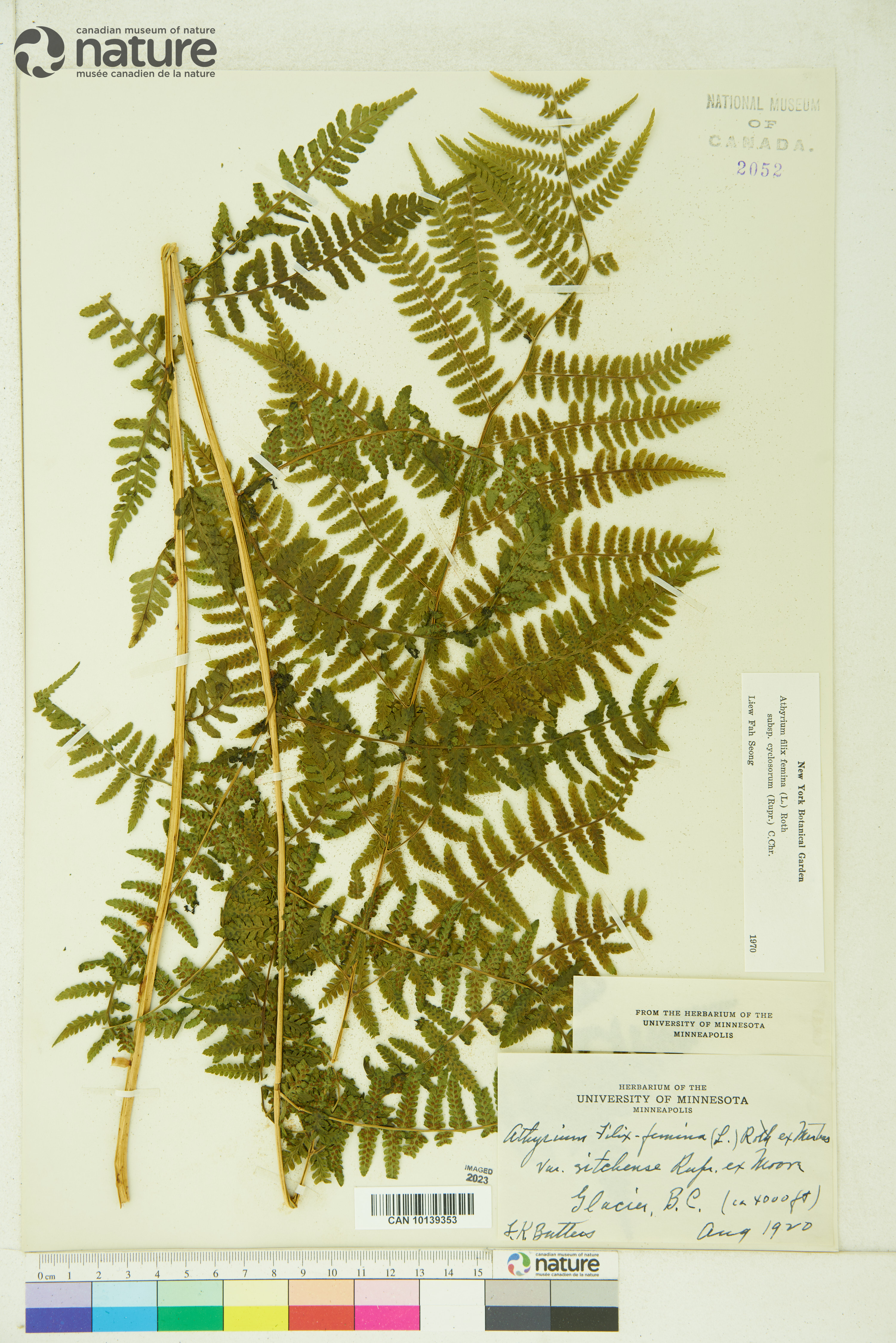 Athyrium asplenioides var. cyclosorum image