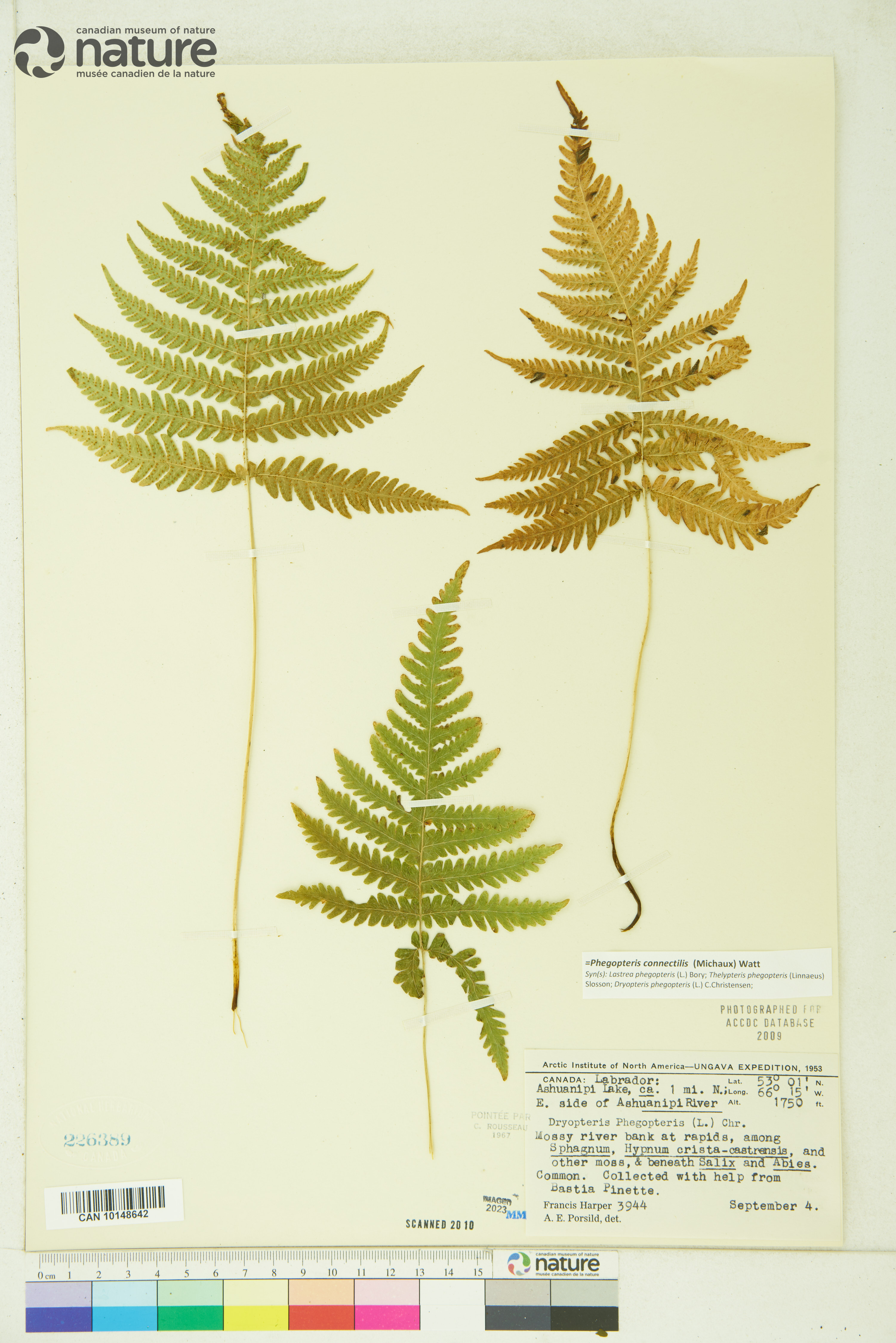 Phegopteris connectilis image