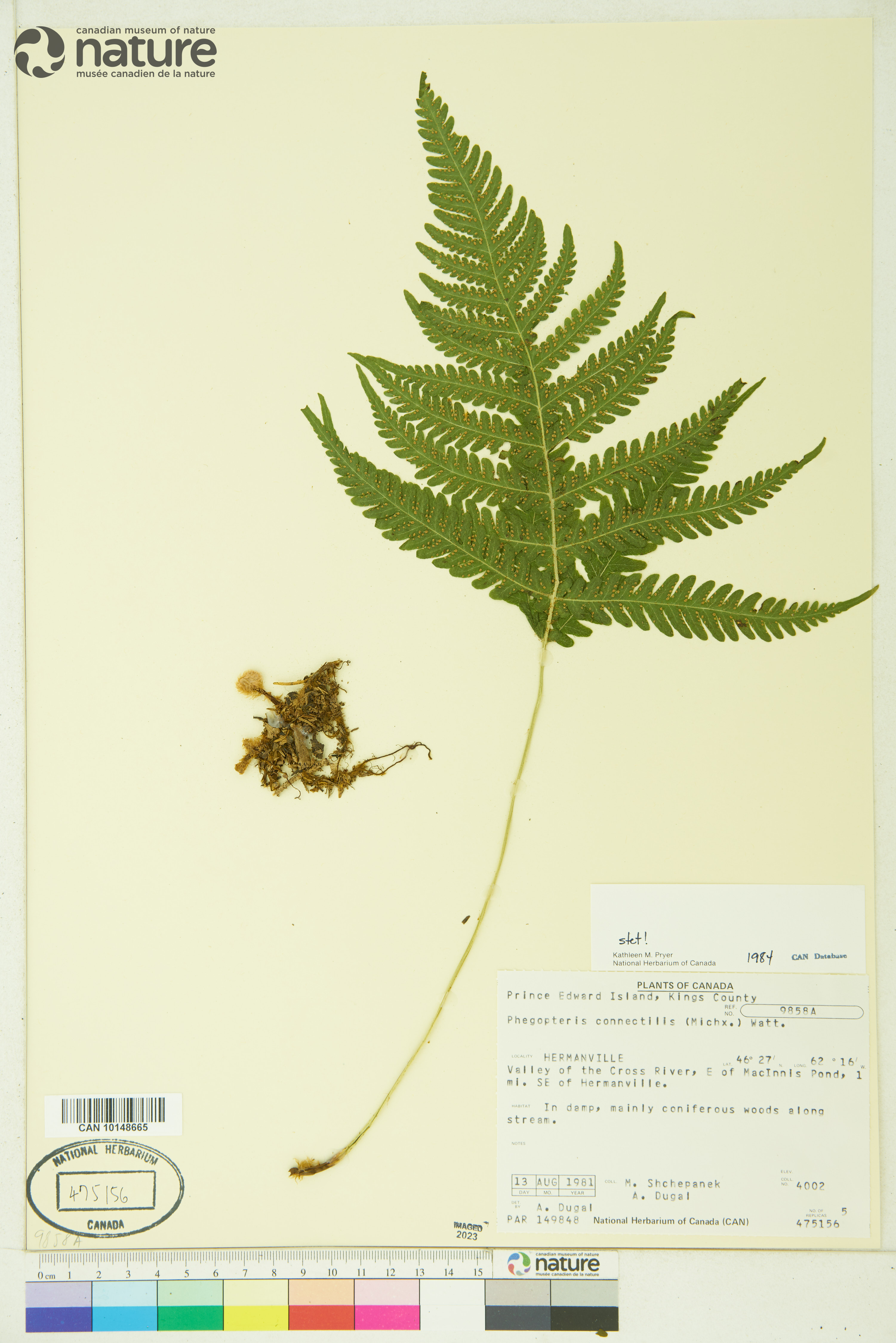 Phegopteris connectilis image