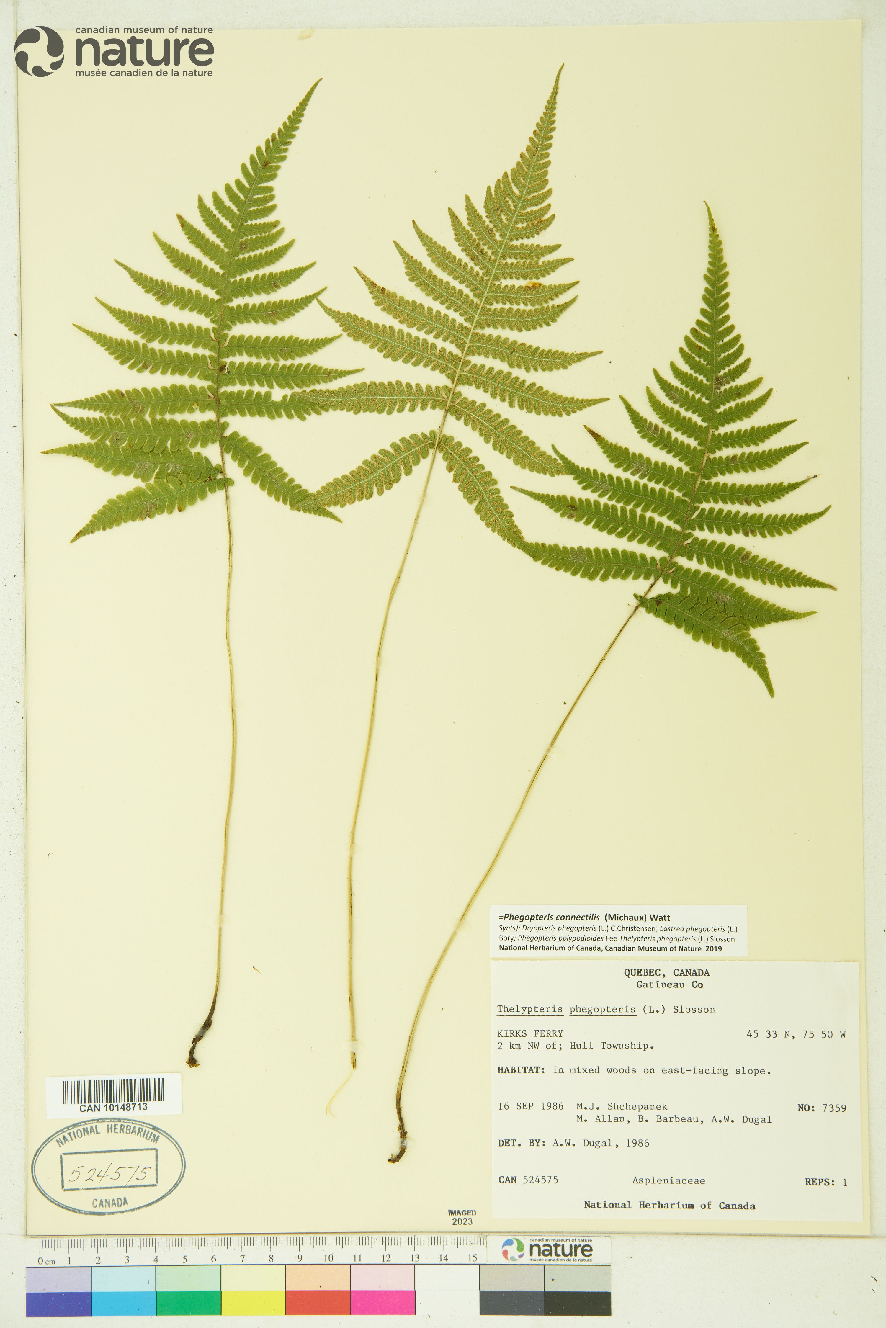 Phegopteris connectilis image