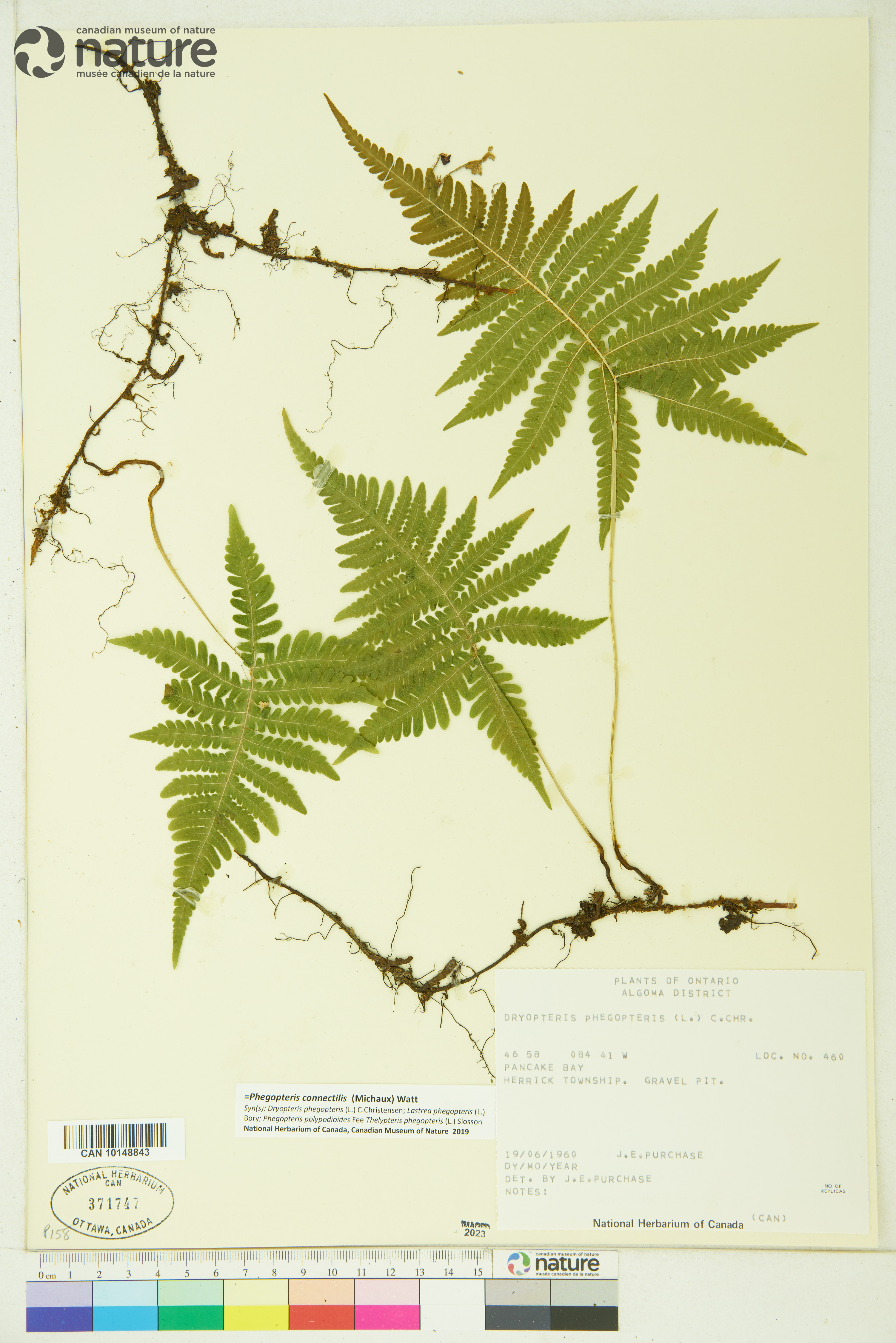 Phegopteris connectilis image