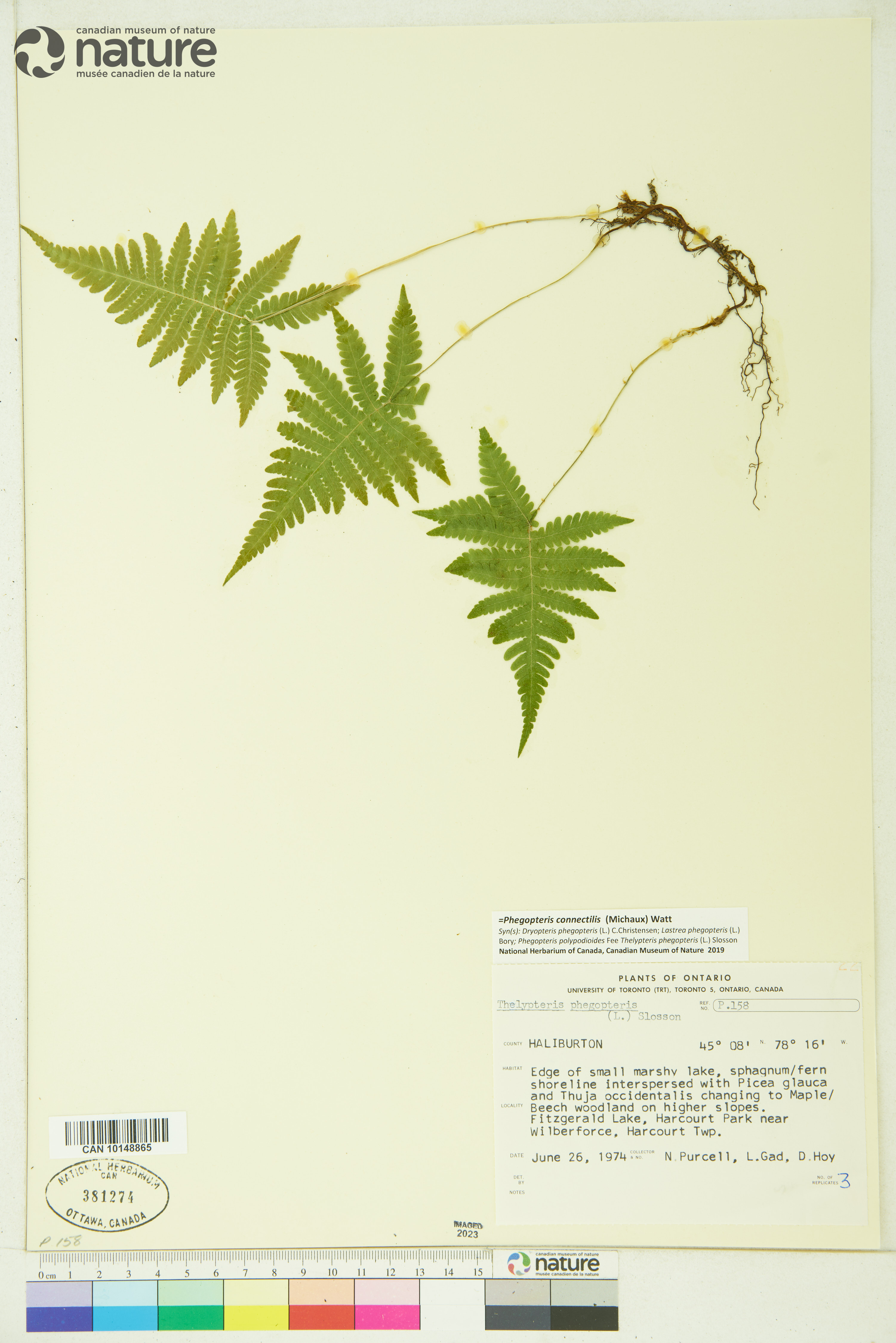 Phegopteris connectilis image