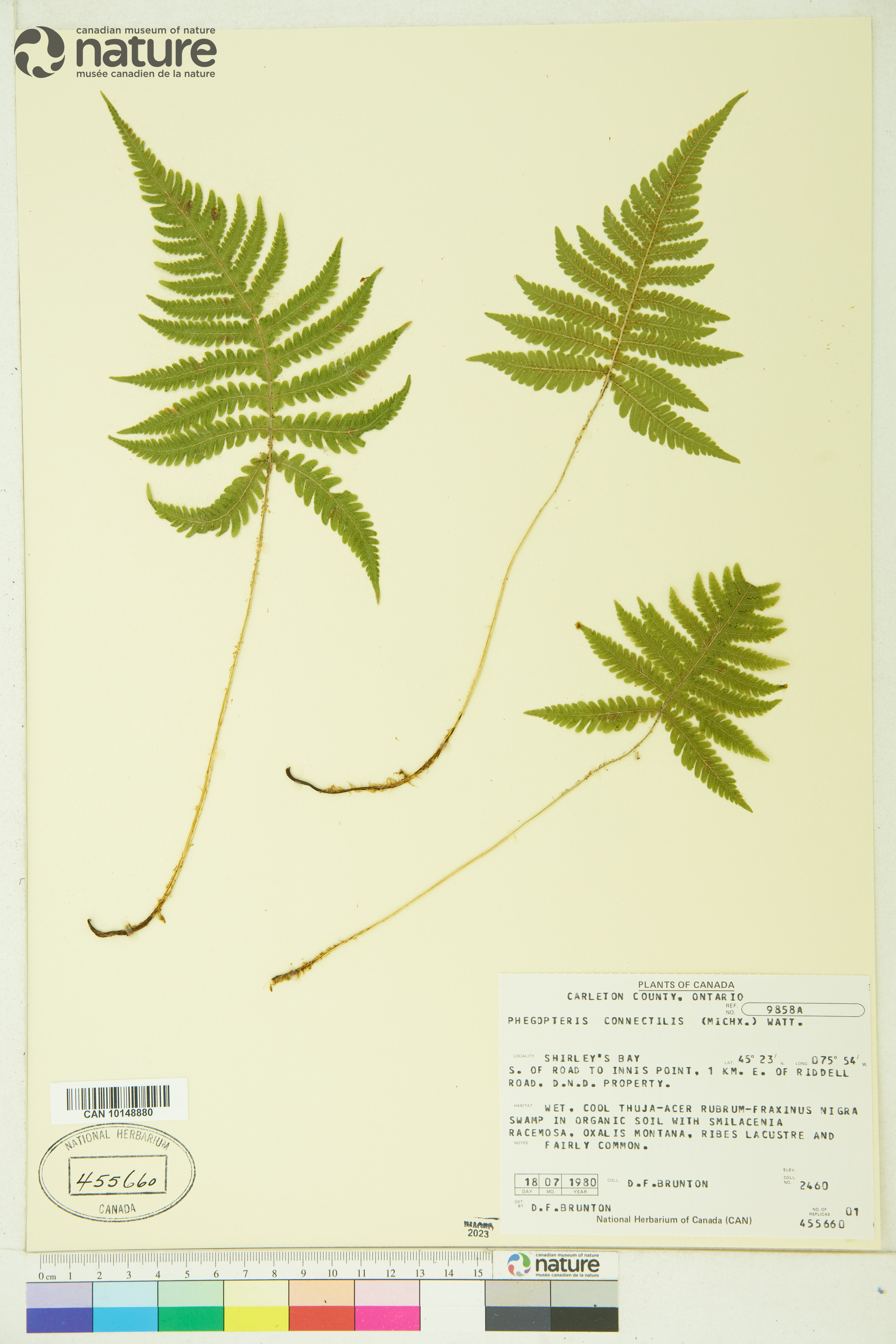 Phegopteris connectilis image