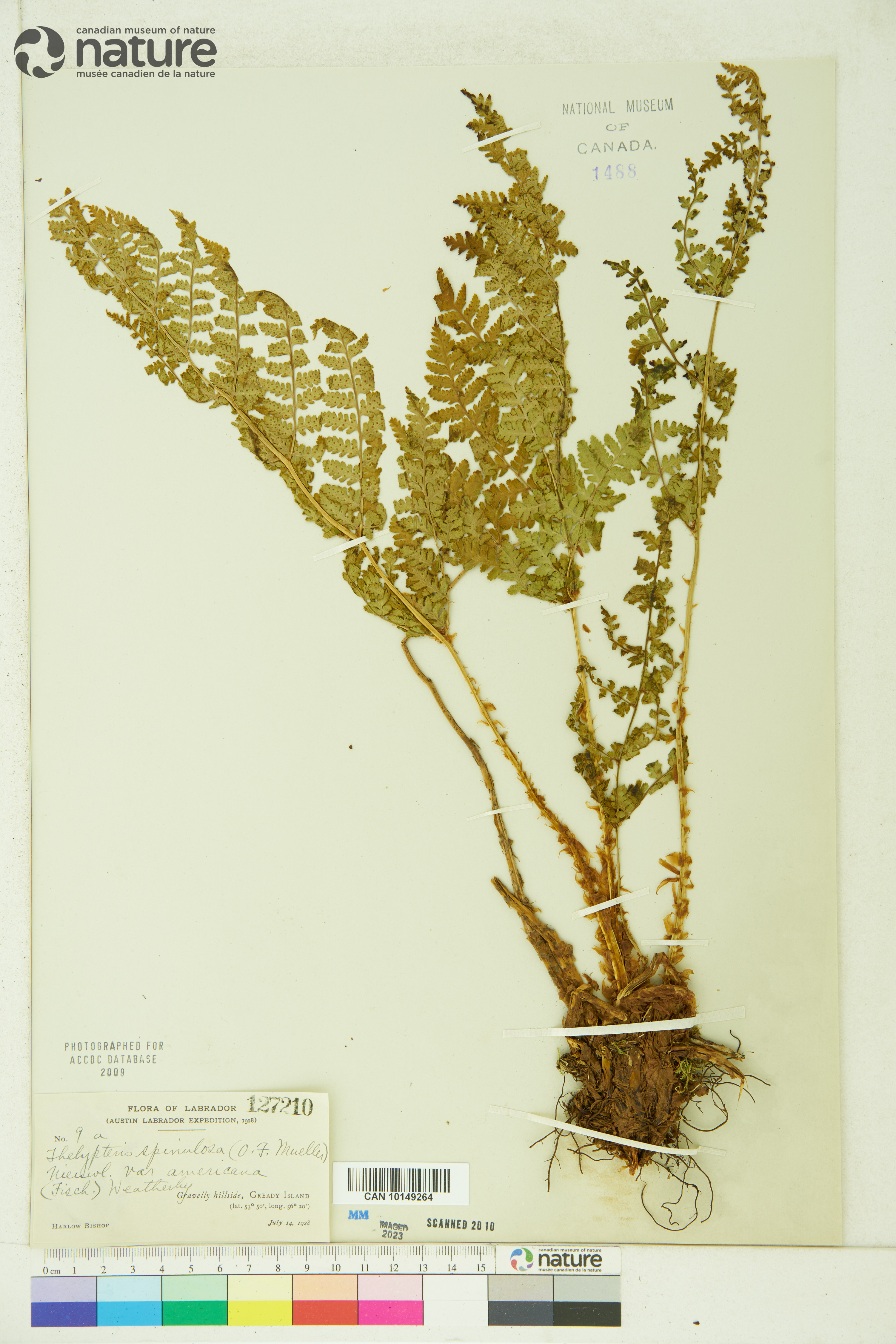 Thelypteris spinulosa image