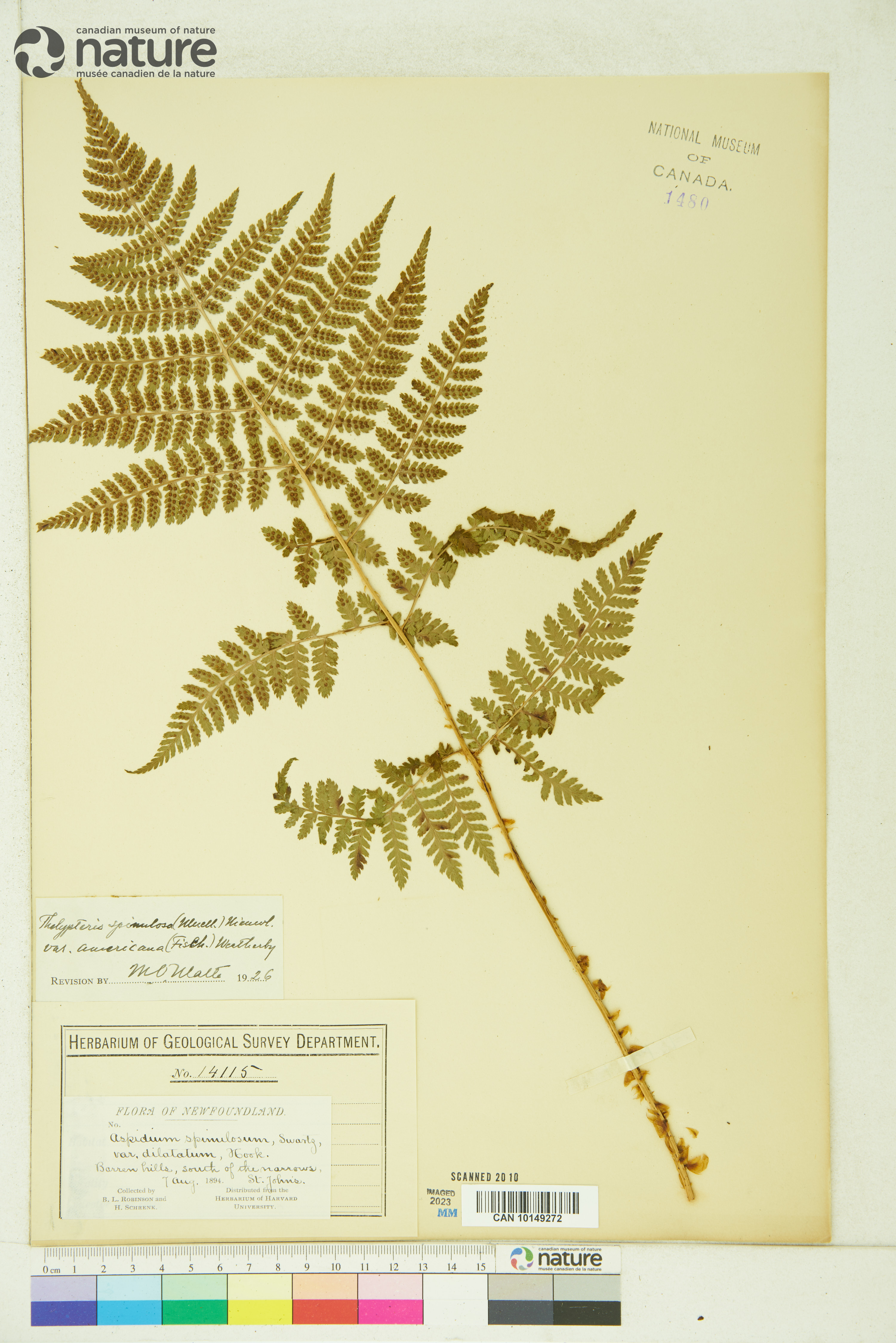 Thelypteris spinulosa image