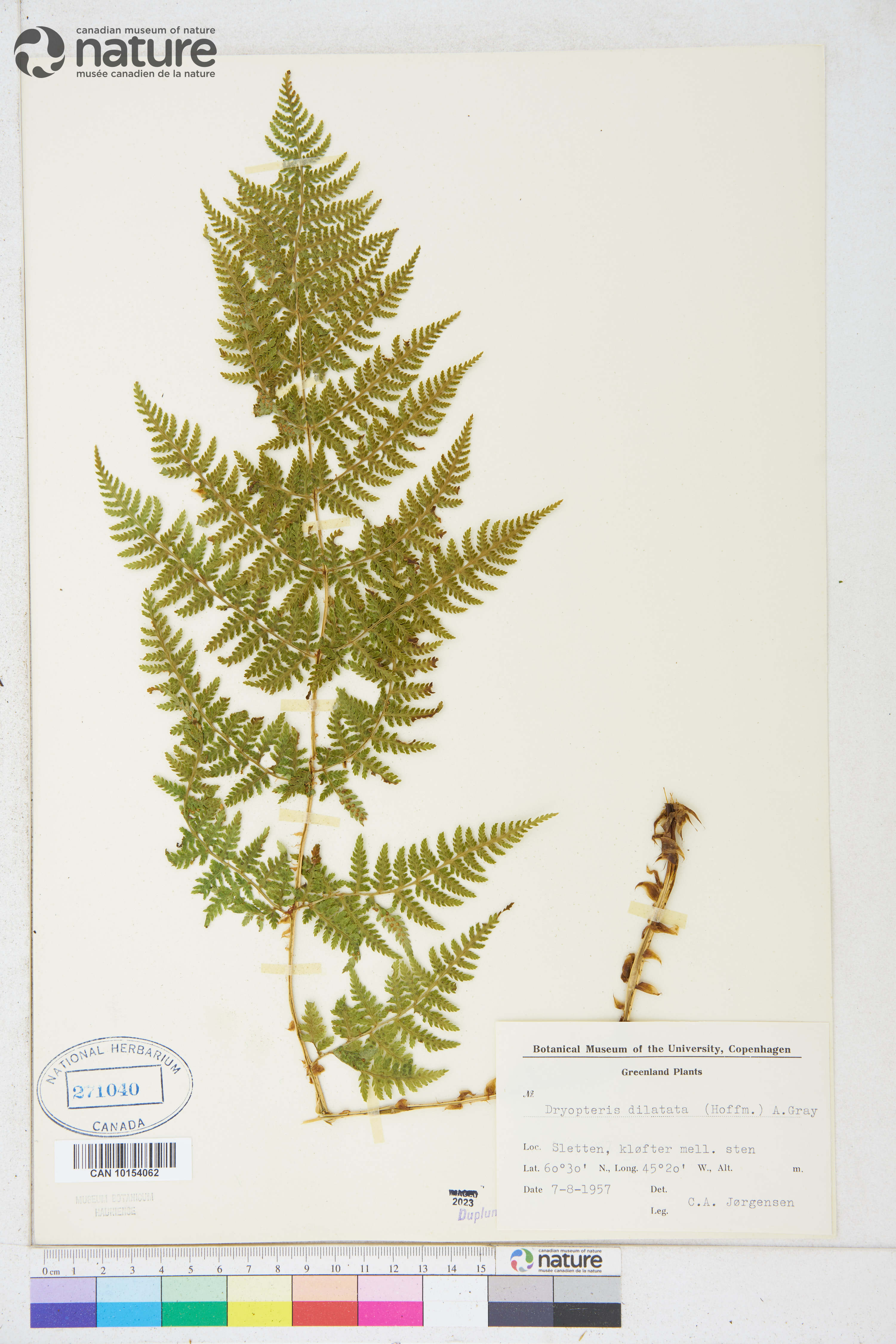 Dryopteris dilatata image