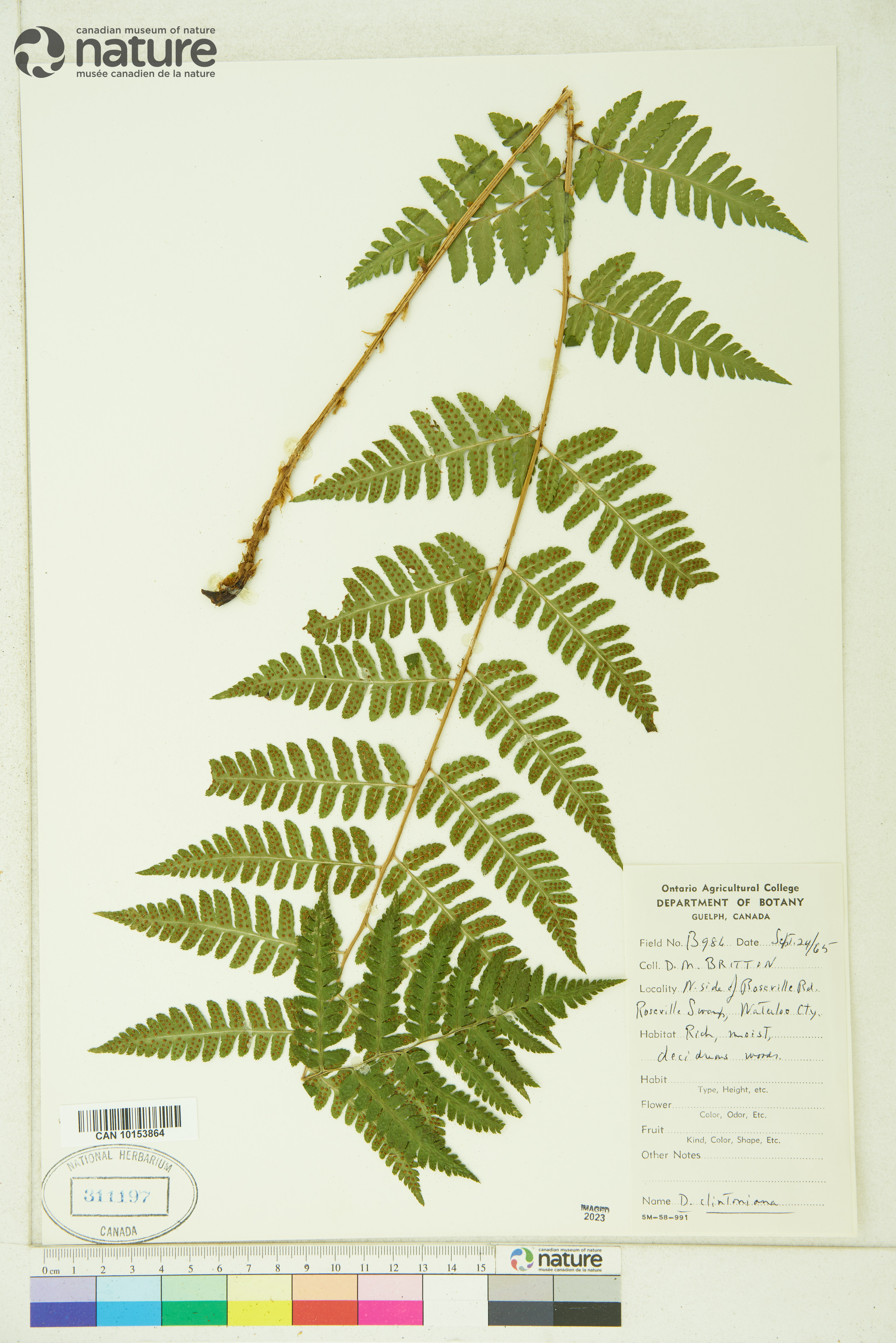 Dryopteris clintoniana image
