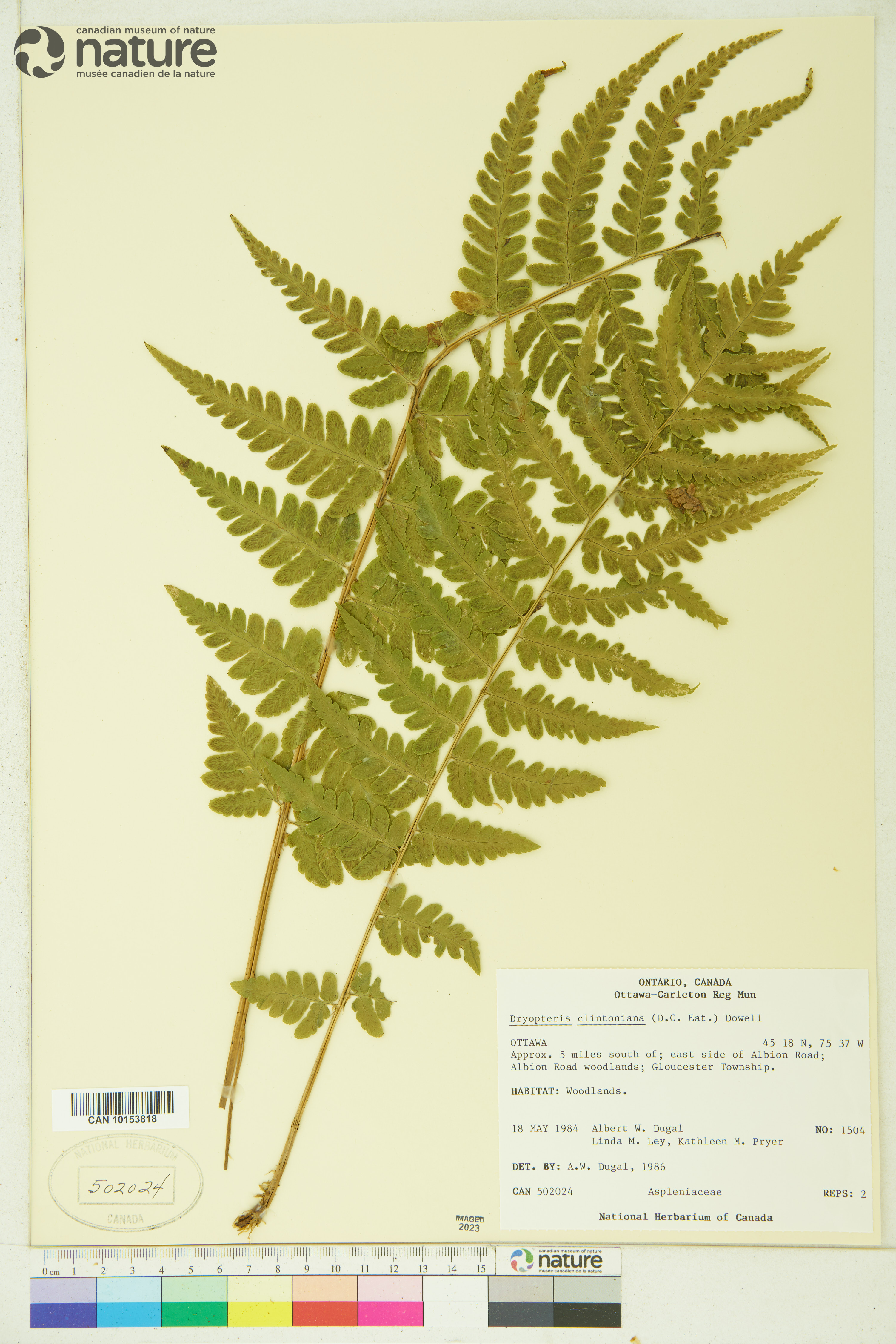 Dryopteris clintoniana image
