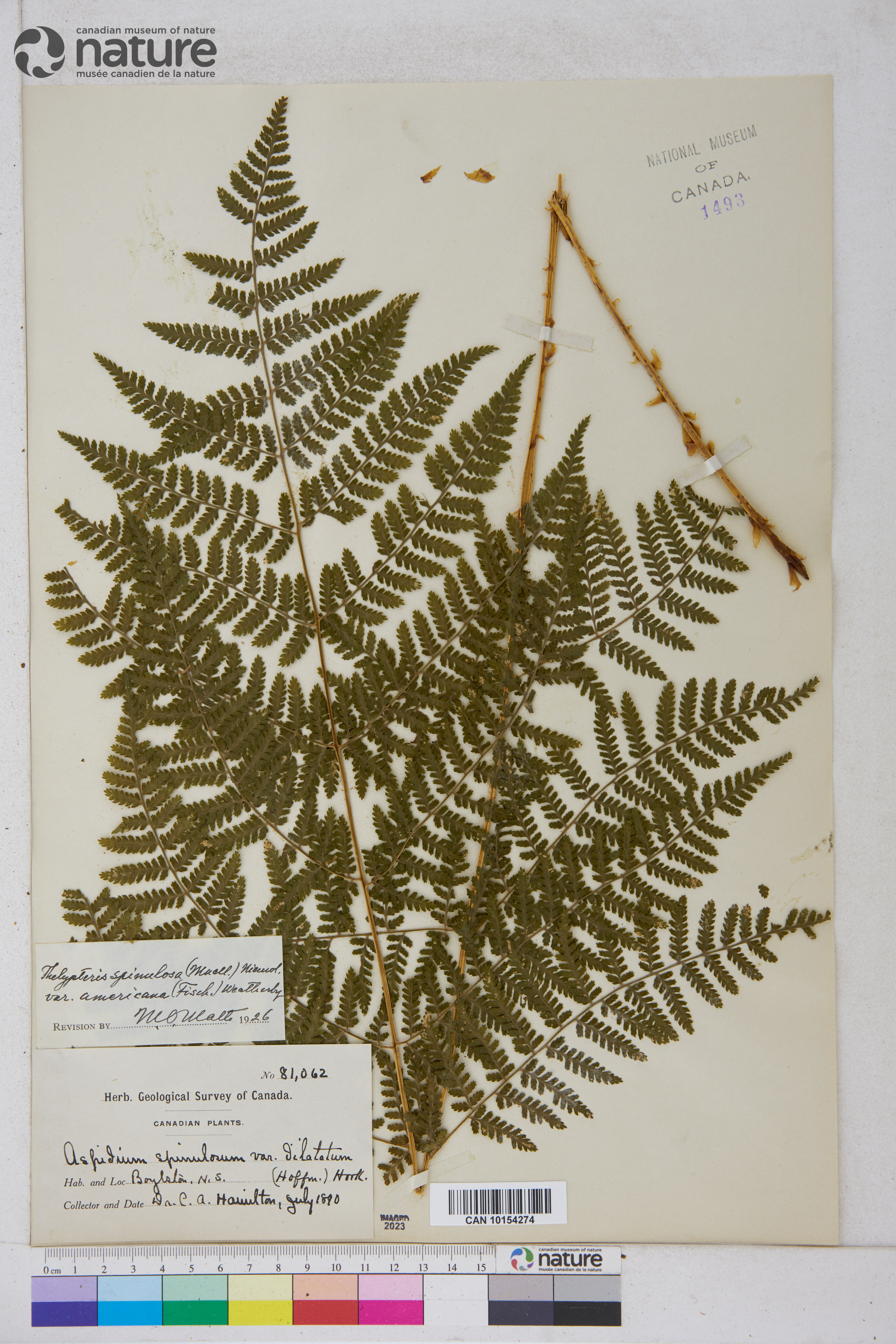 Thelypteris spinulosa var. americana image
