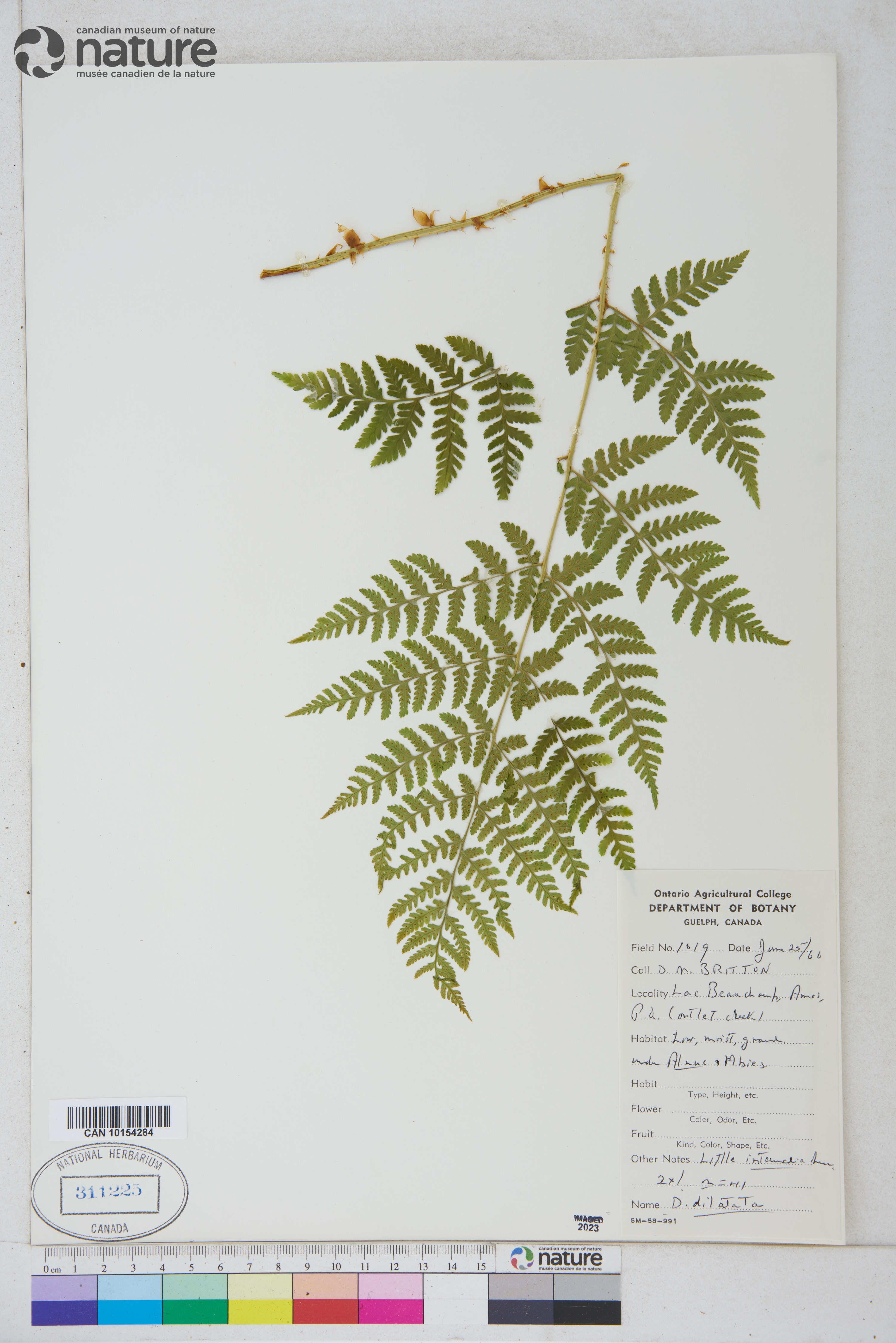 Dryopteris dilatata image