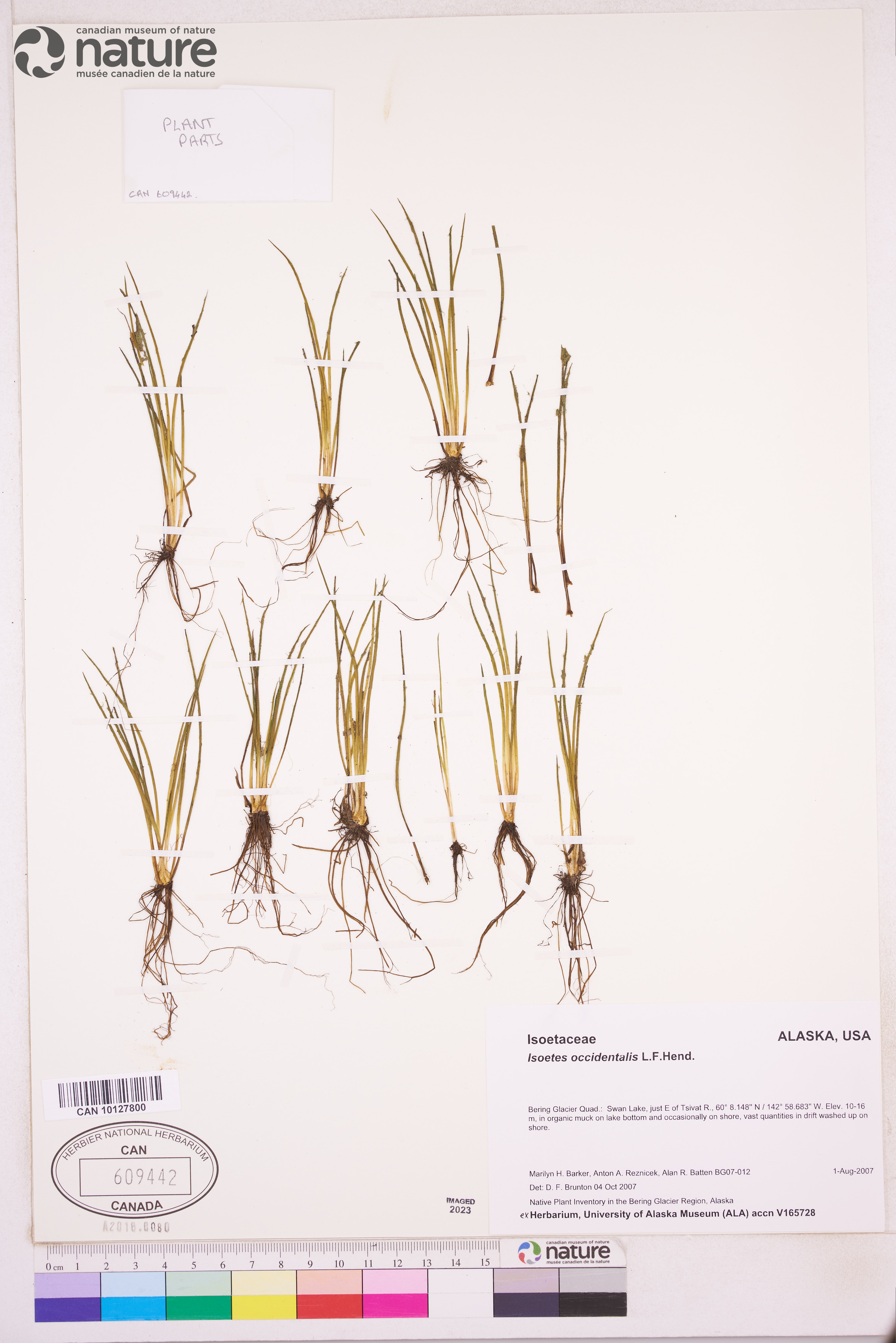 Isoëtes occidentalis image