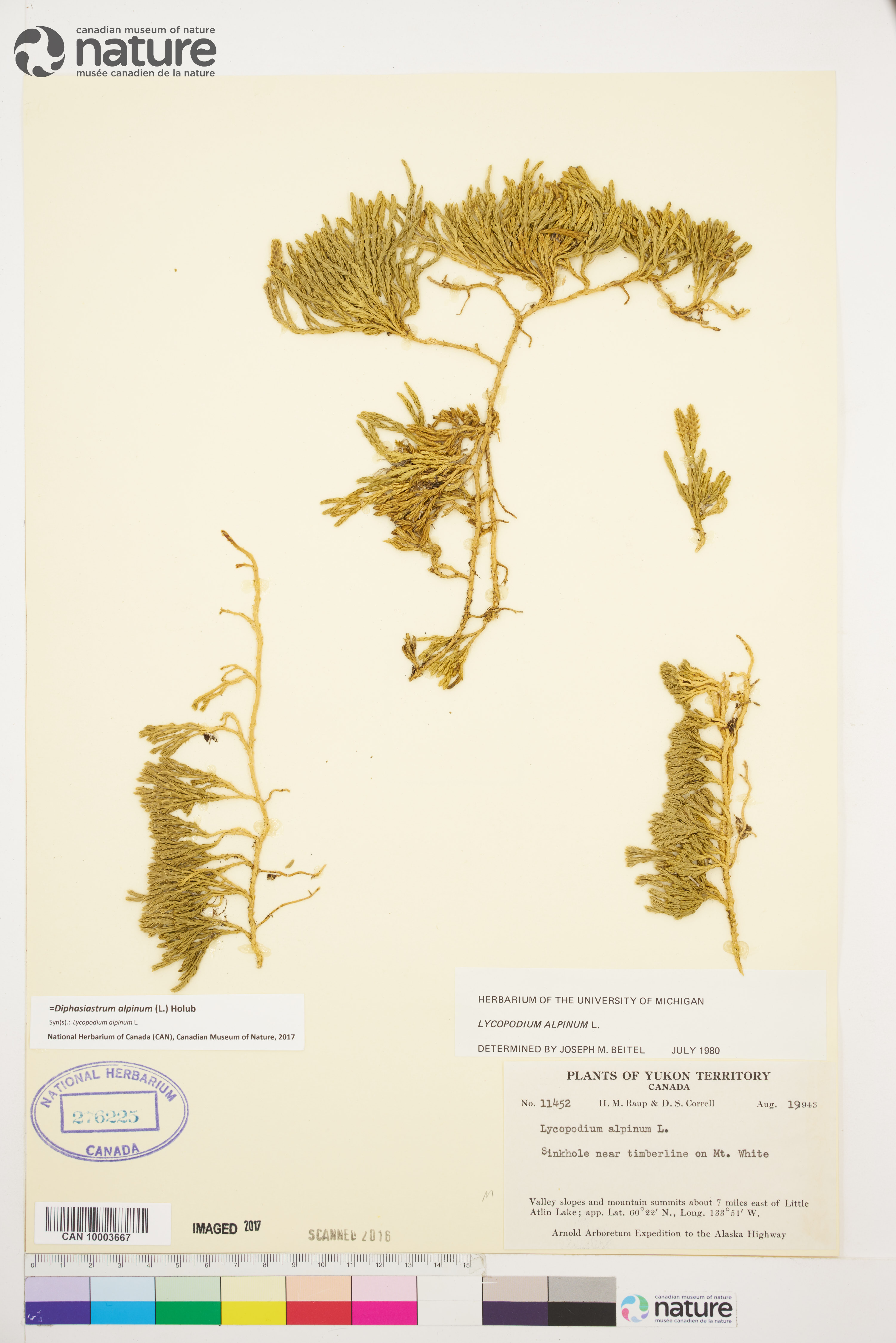 Diphasiastrum alpinum image