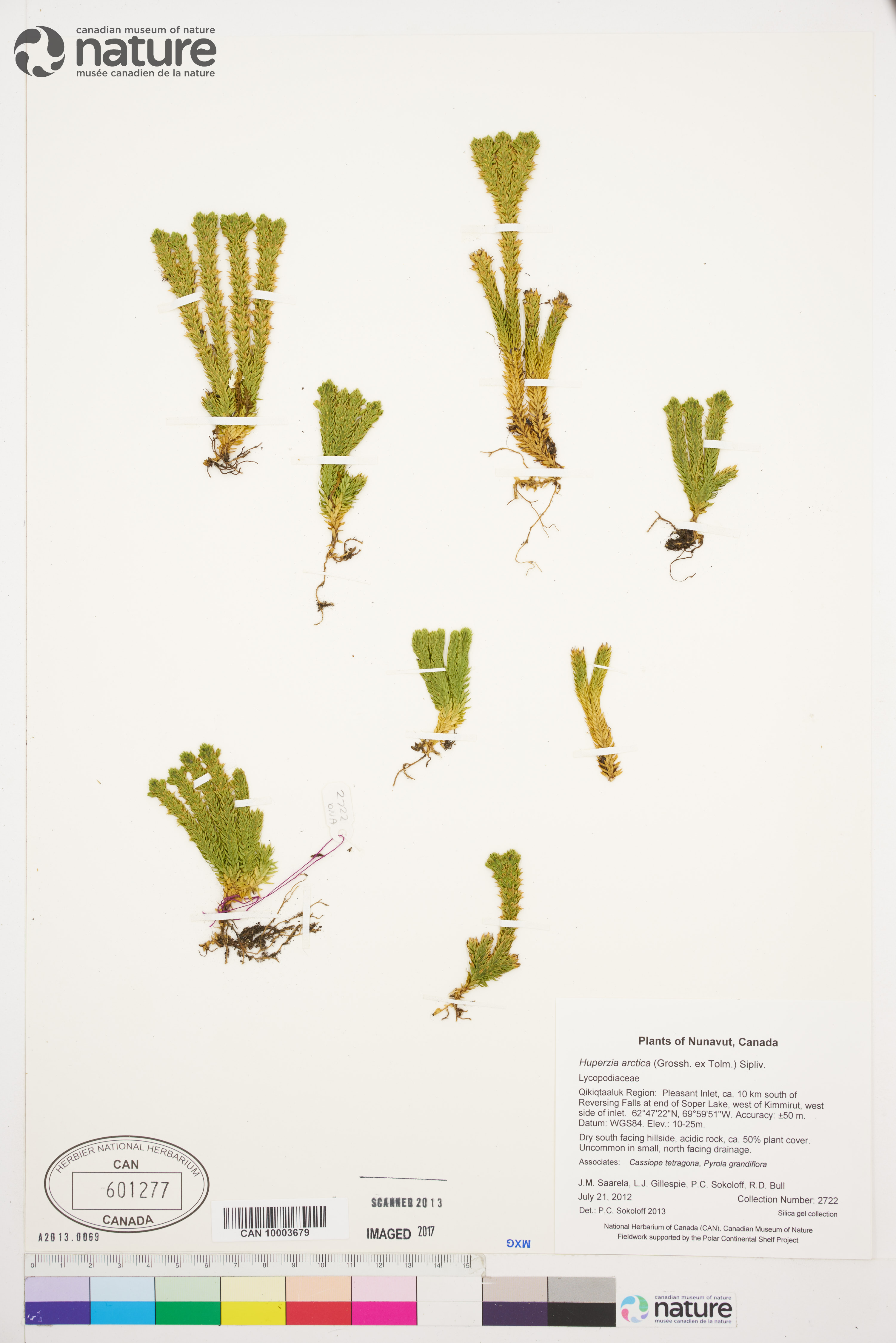 Huperzia appressa image
