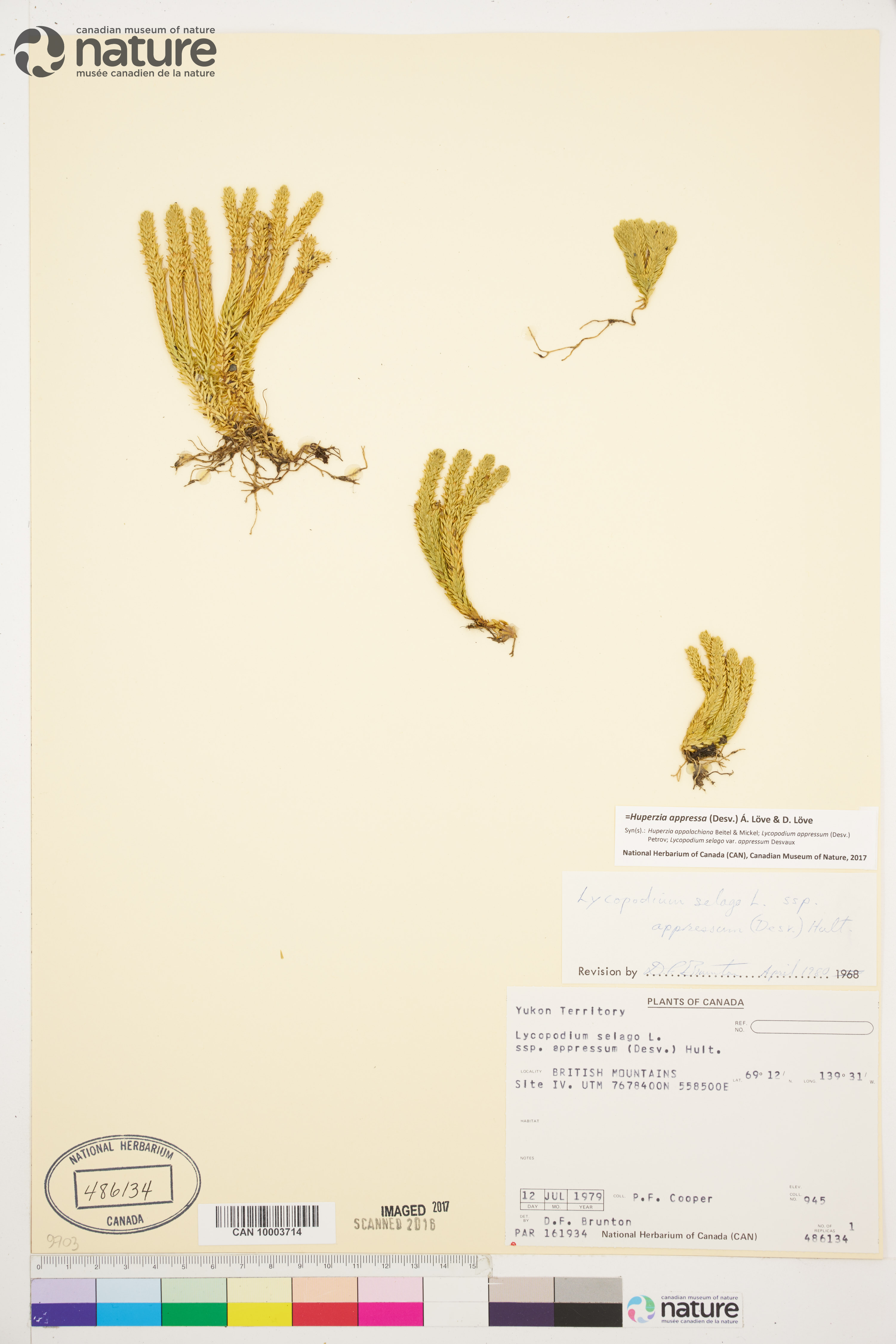 Huperzia selago var. densa image