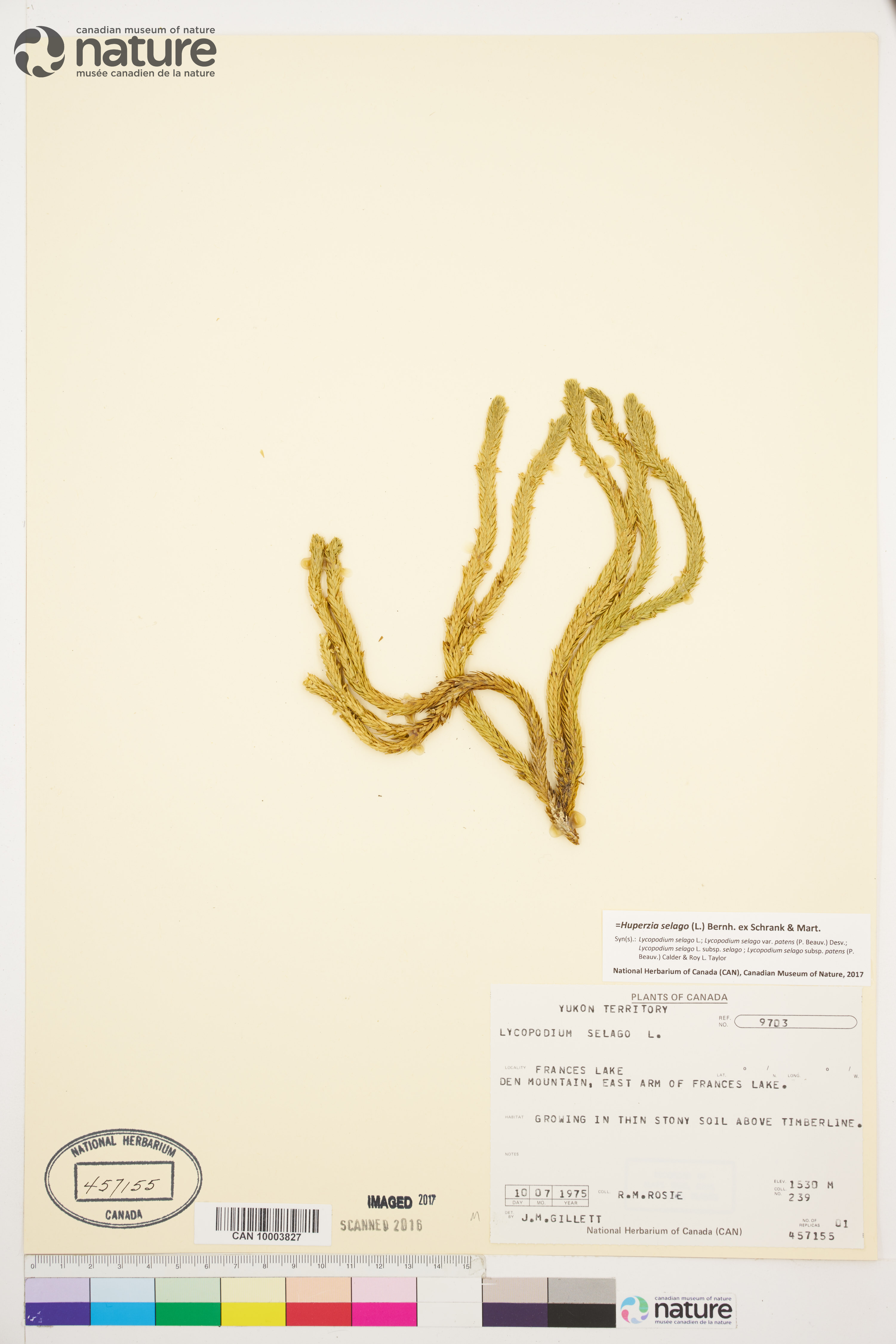 Huperzia selago var. selago image