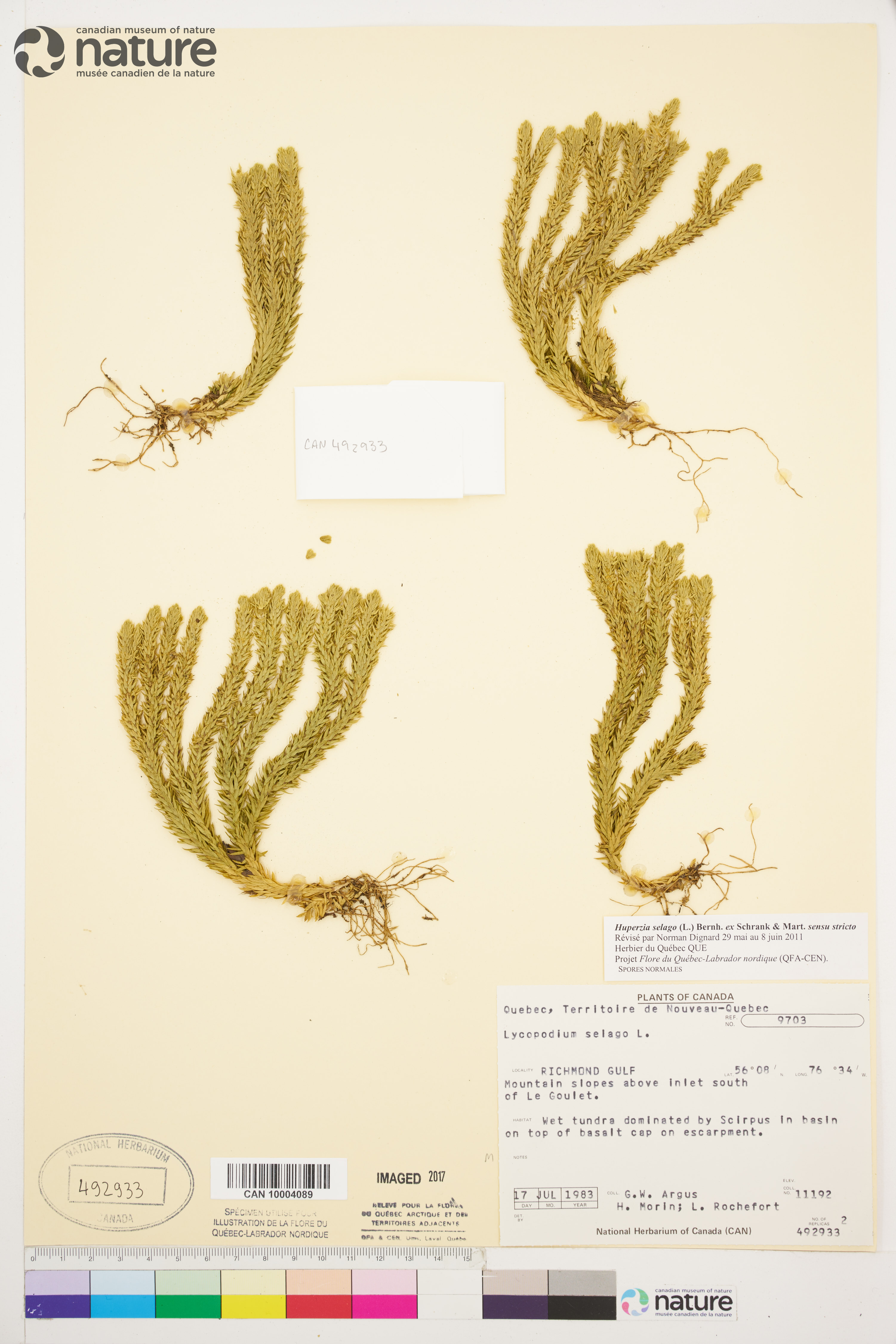 Huperzia selago var. selago image