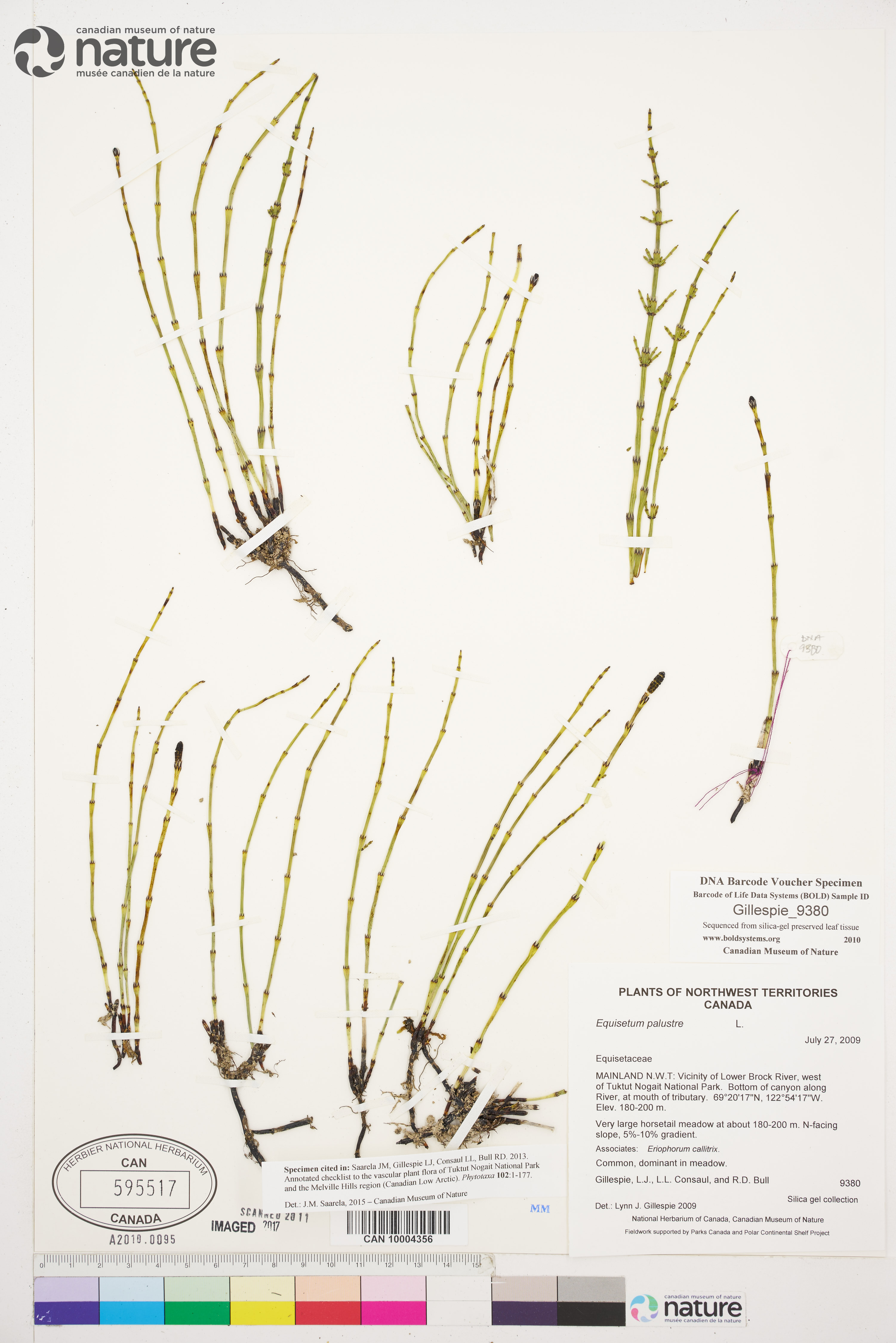 Equisetum palustre image