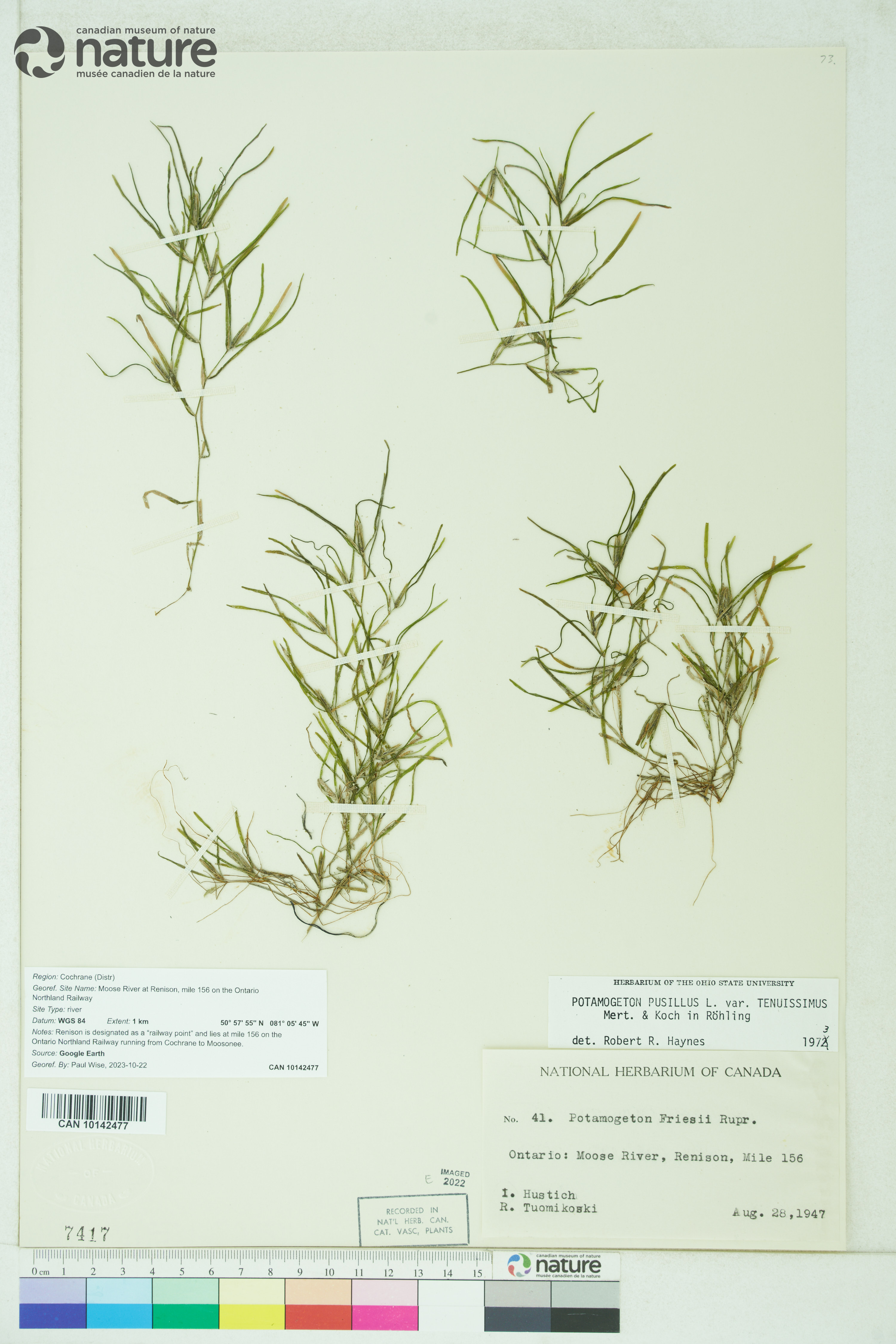 Potamogeton berchtoldii image