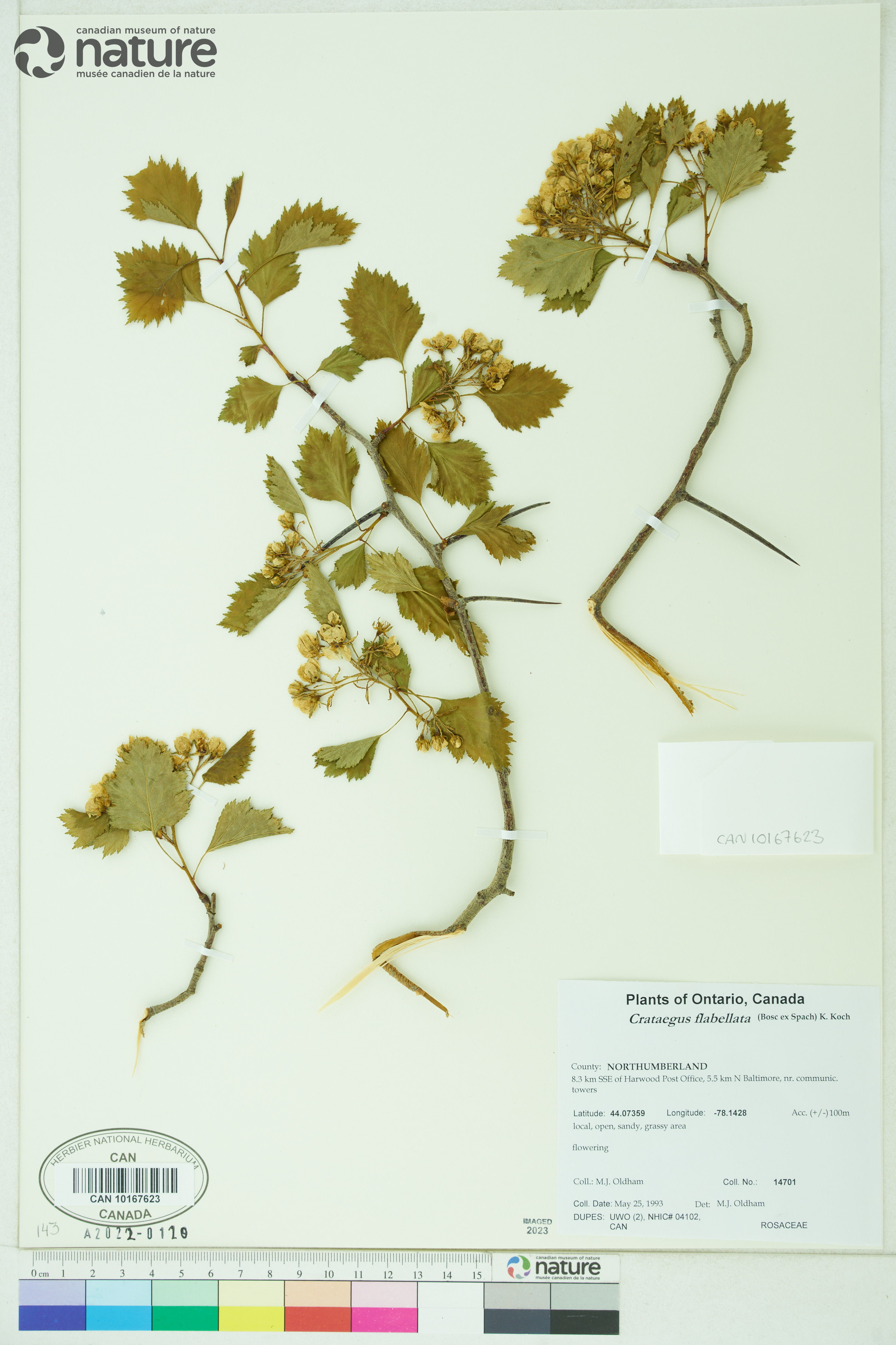 Crataegus flabellata image